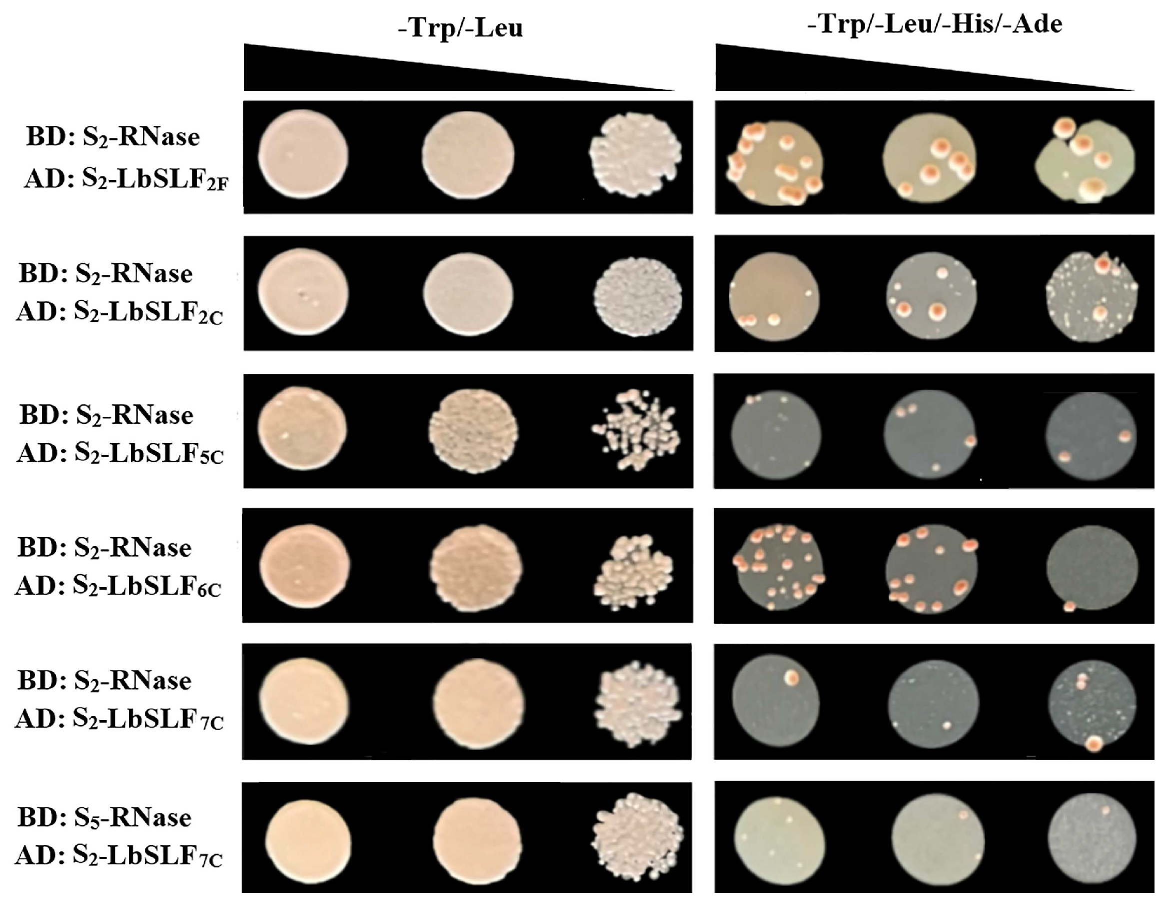 Plants 13 00959 g007