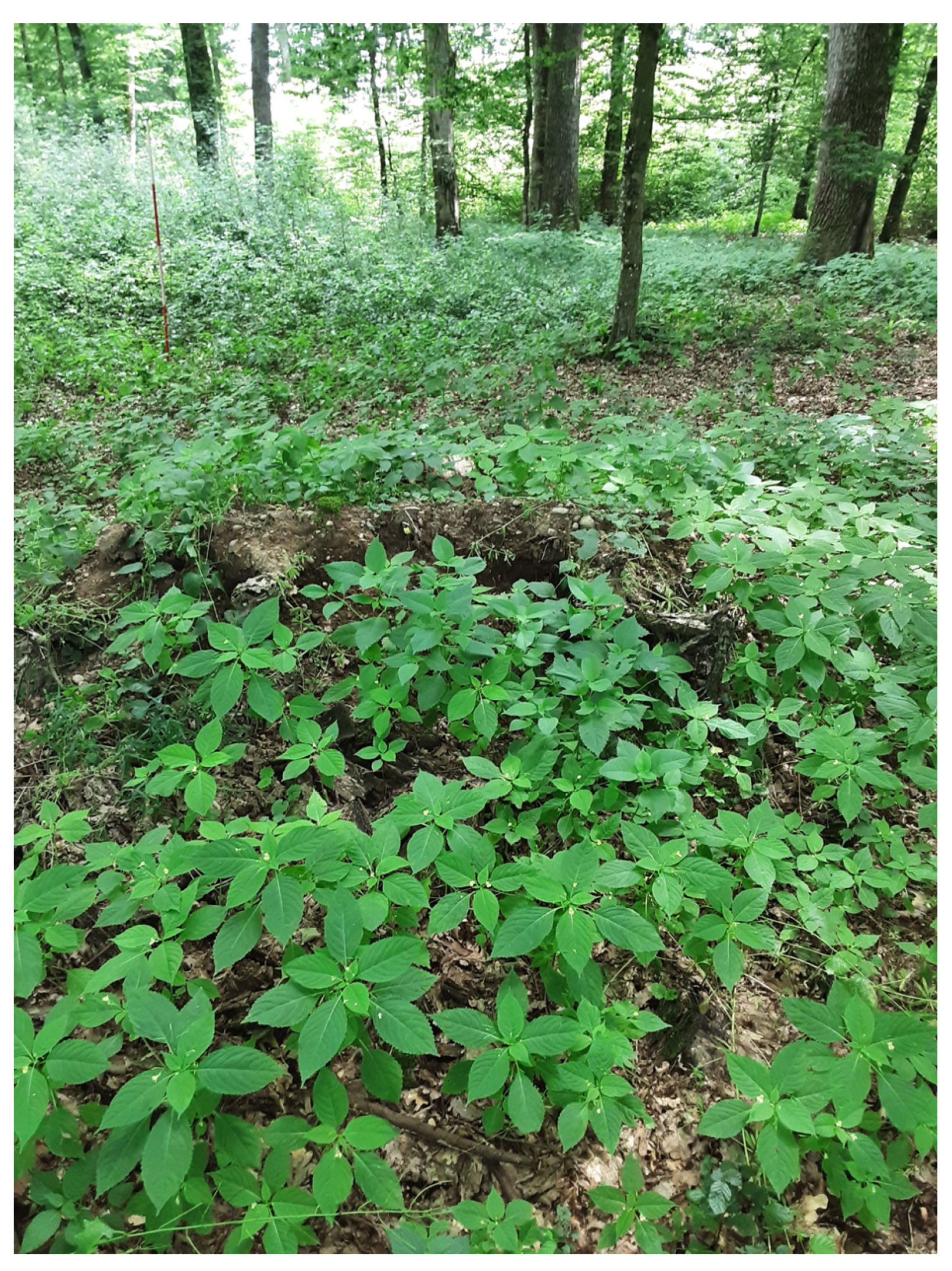 Plants 13 00962 g007