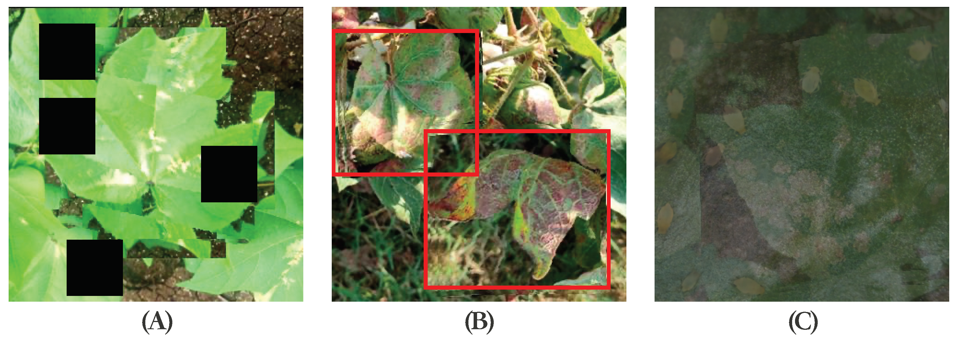 Plants 13 00972 g006