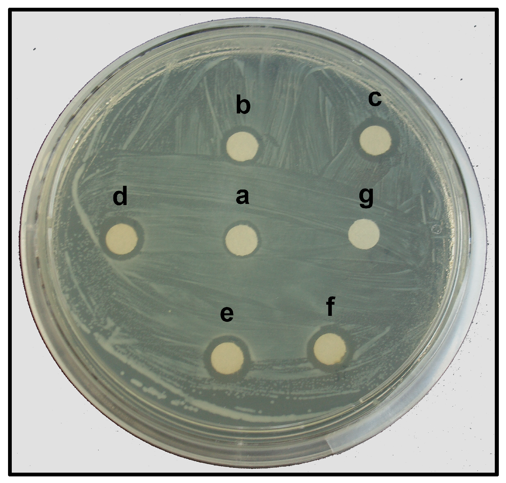 Plants 13 00981 g007