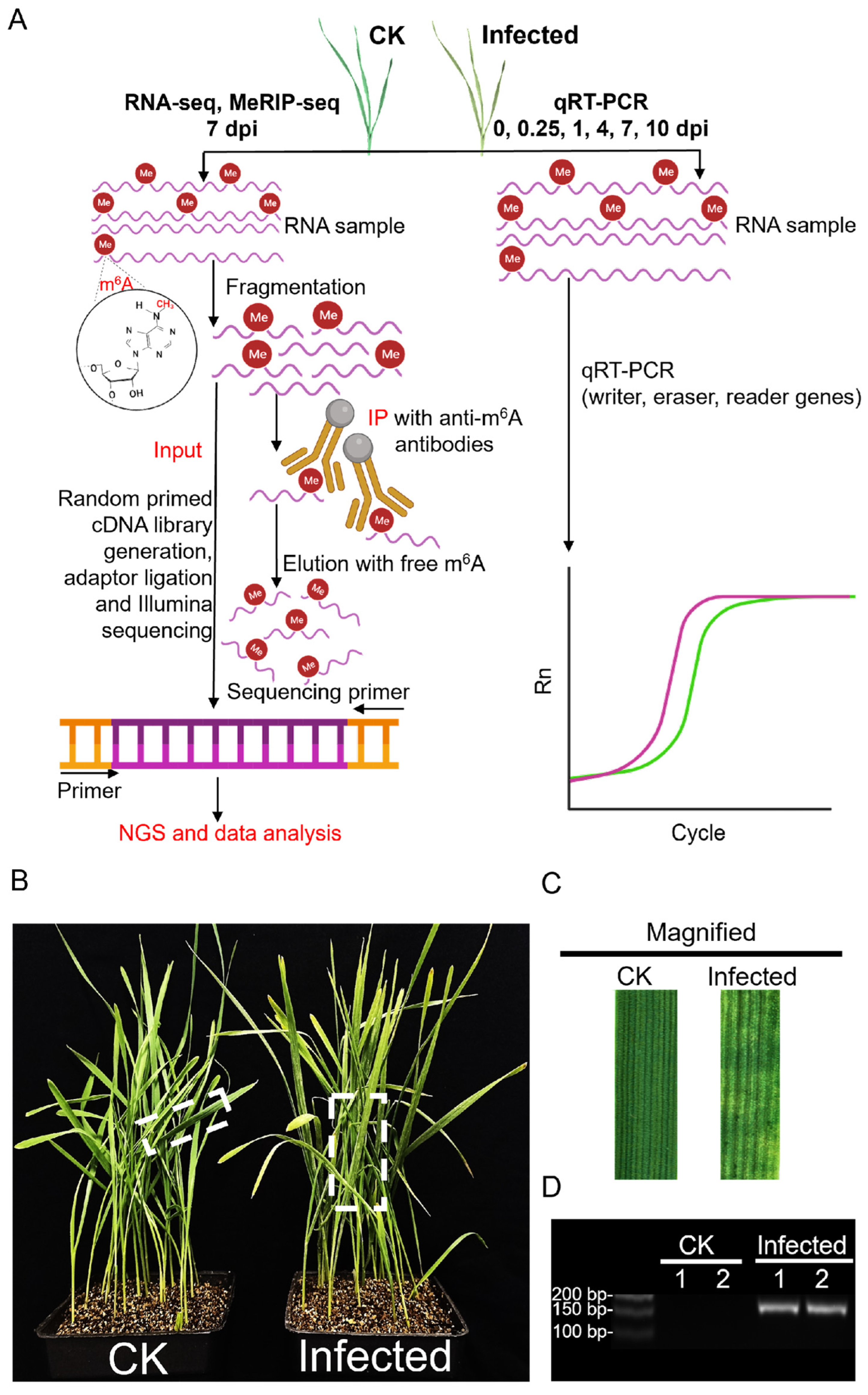 Plants 13 00982 g001