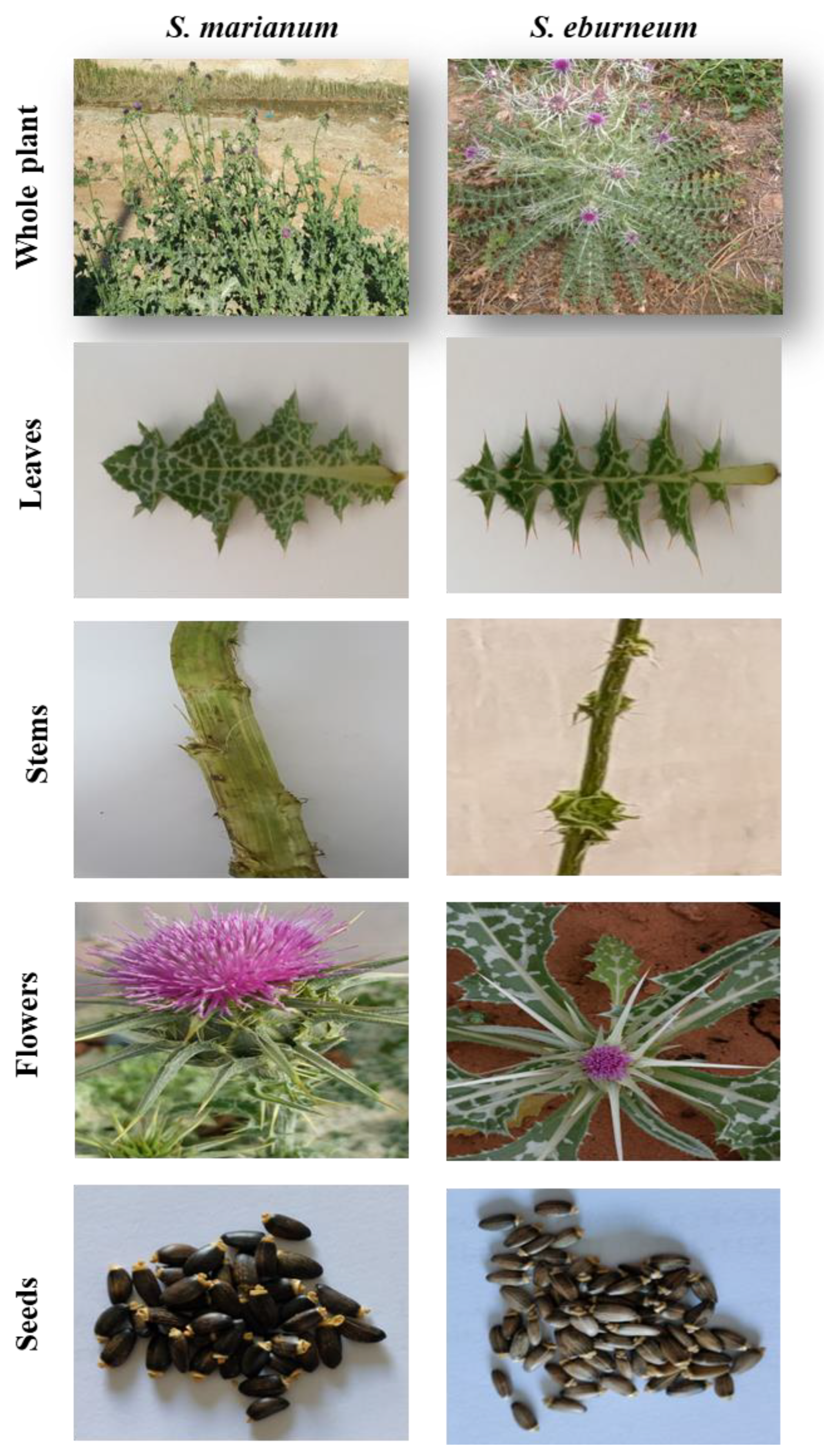 Plants 13 00989 g002