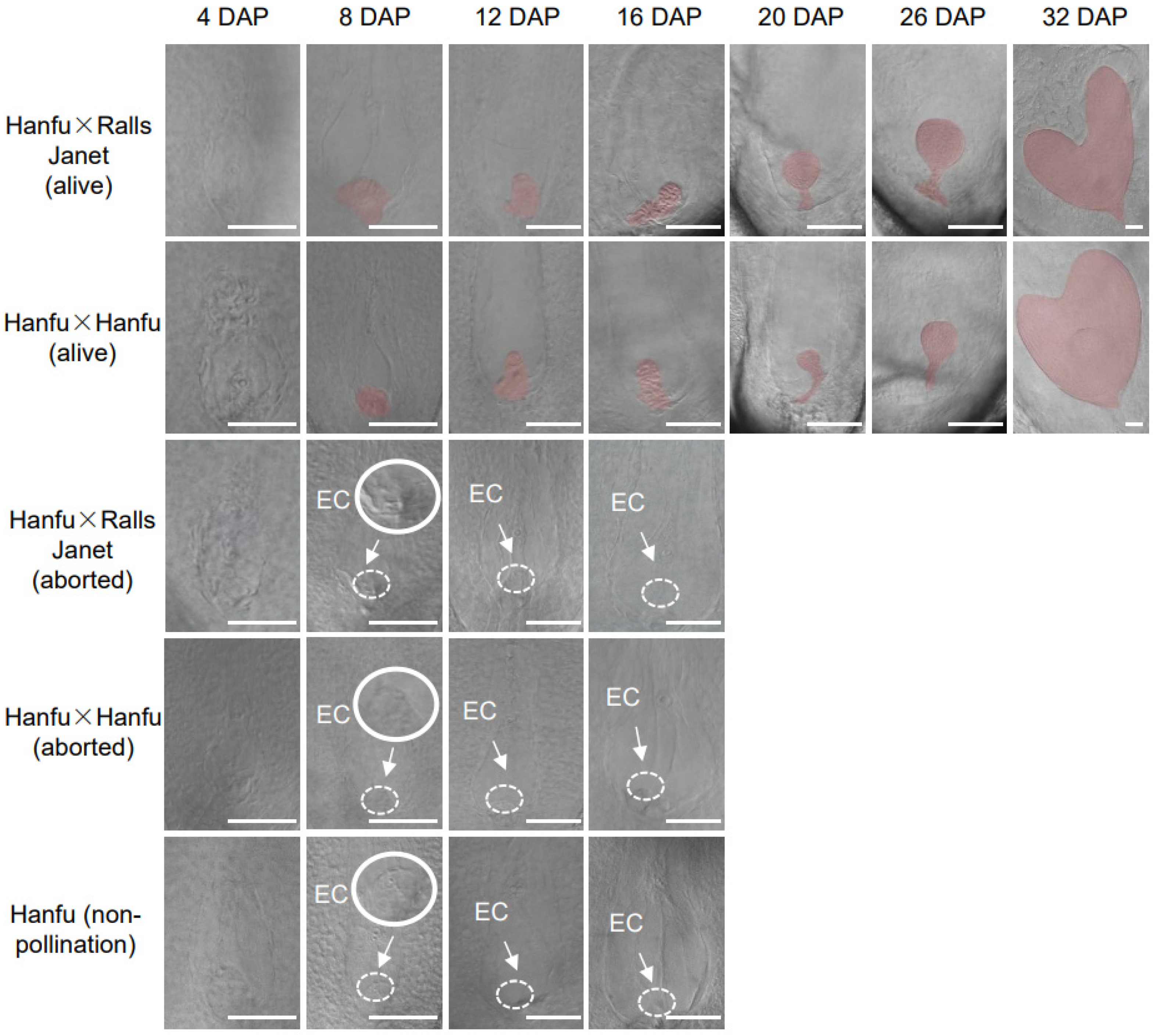 Plants 13 00996 g001