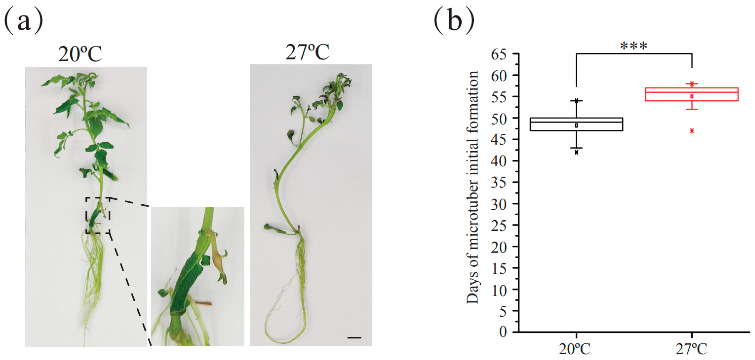 Plants 13 00998 g001