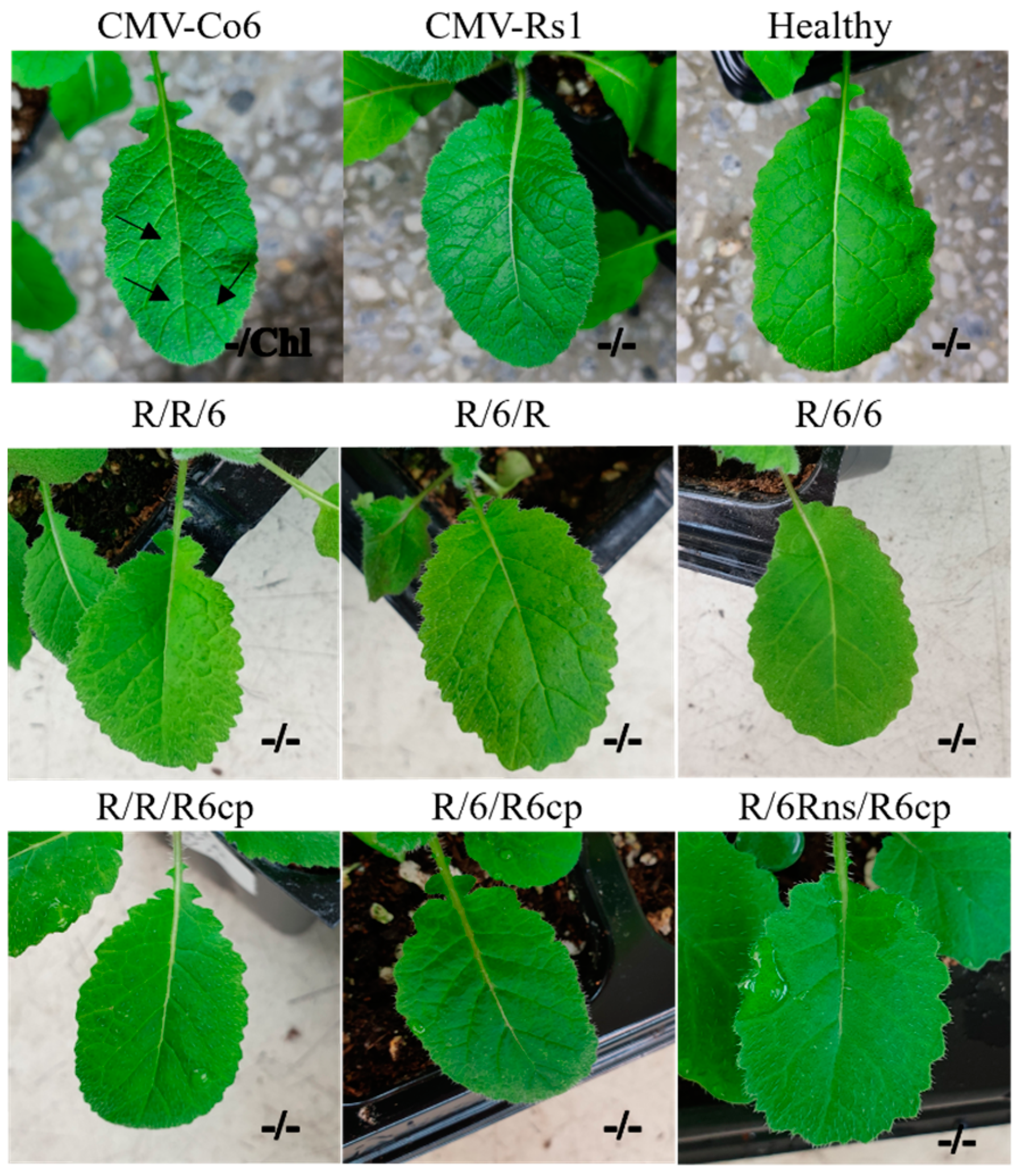 Plants 13 01001 g002