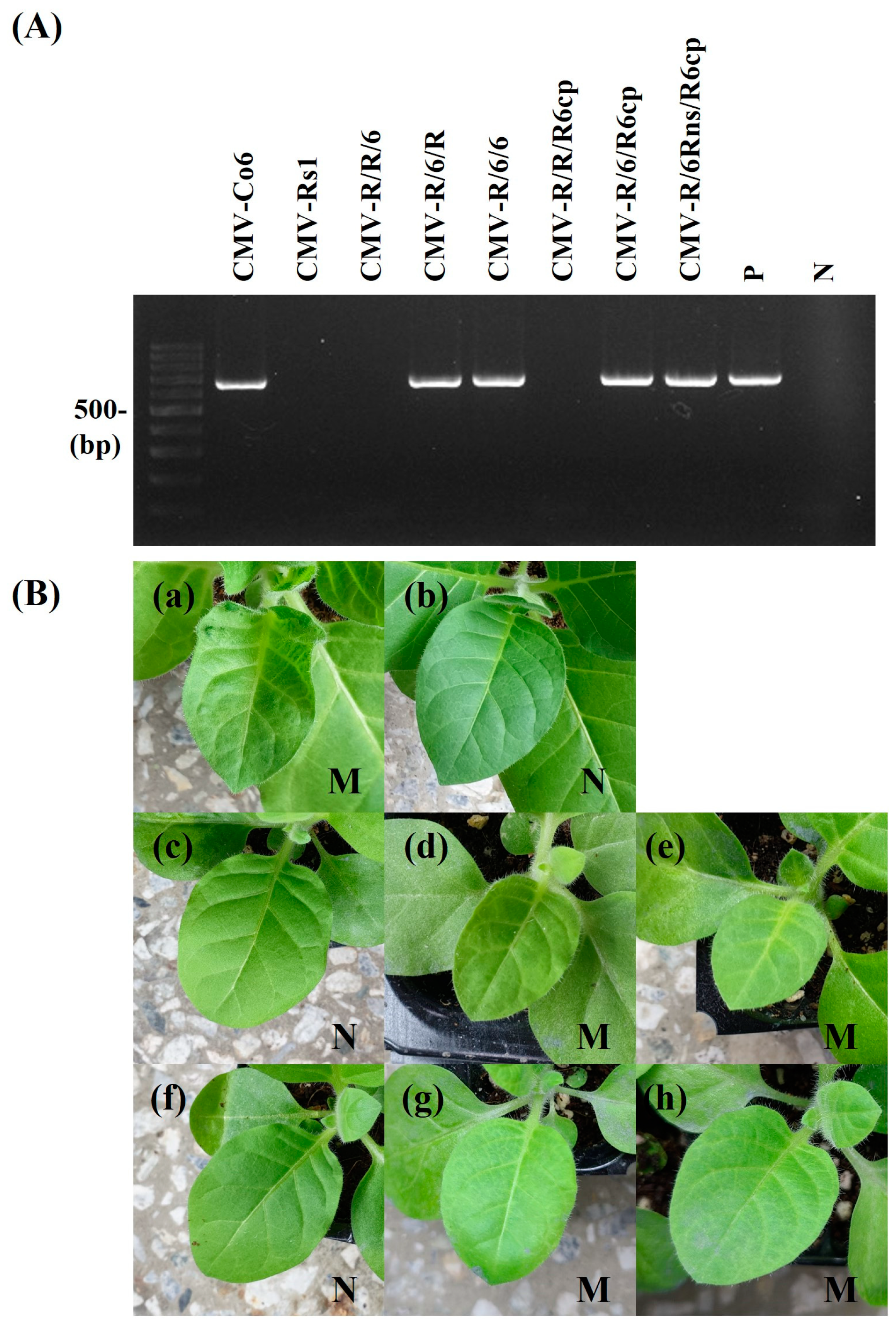 Plants 13 01001 g003