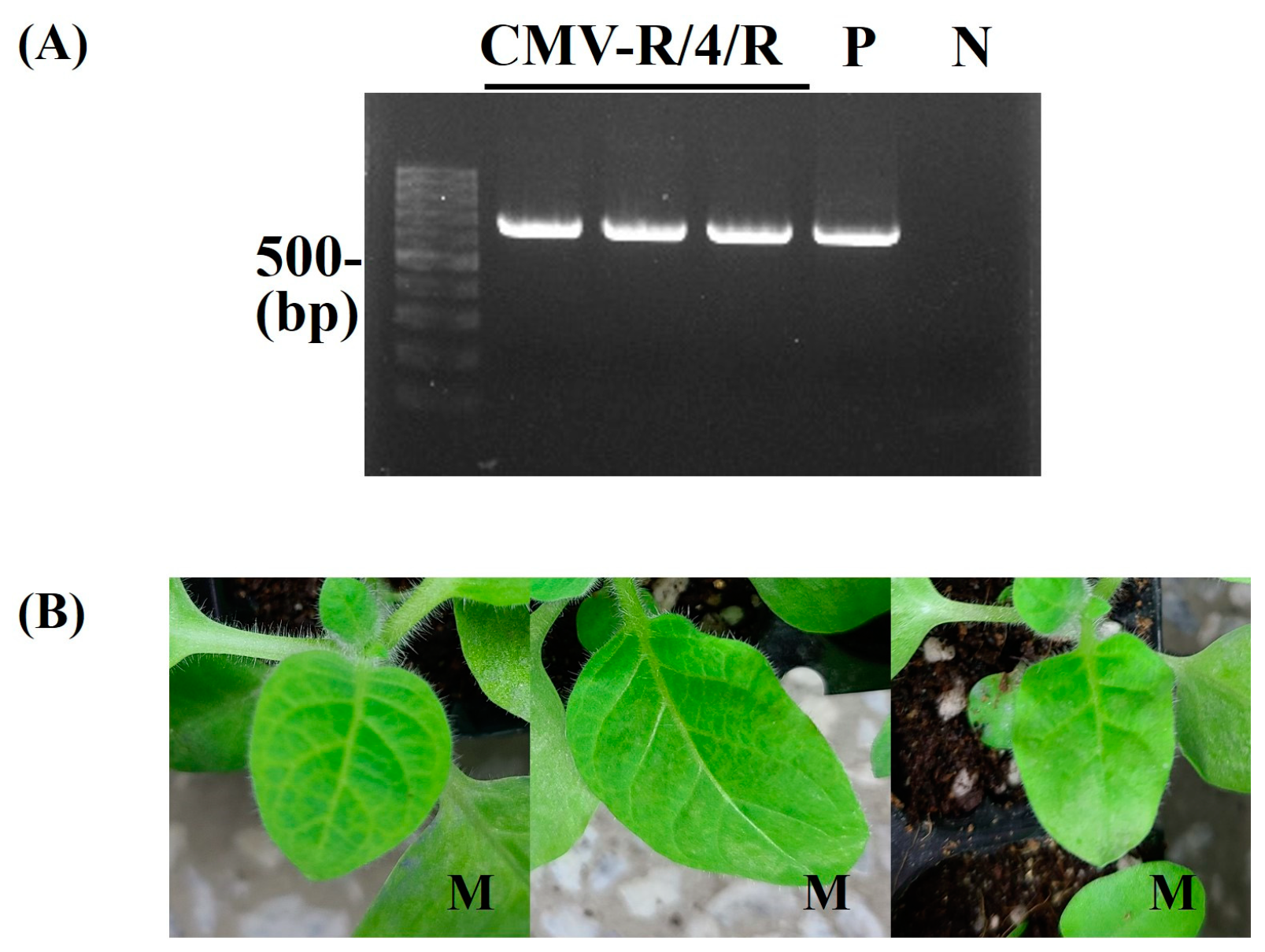 Plants 13 01001 g004
