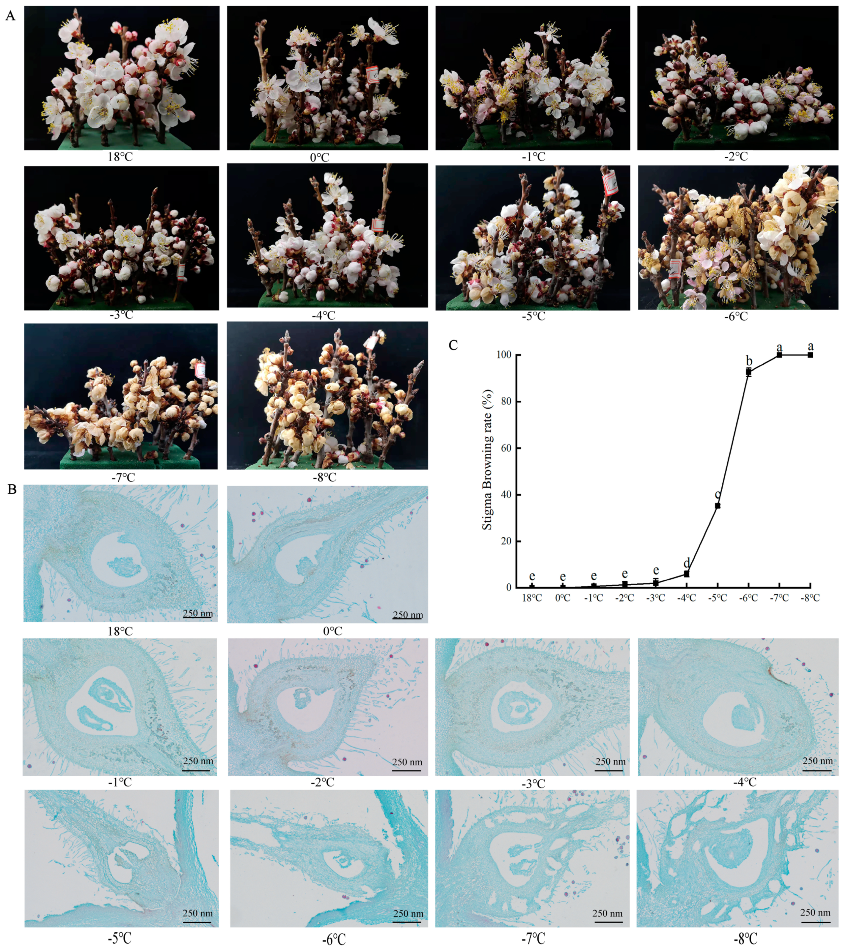 Plants 13 01002 g001