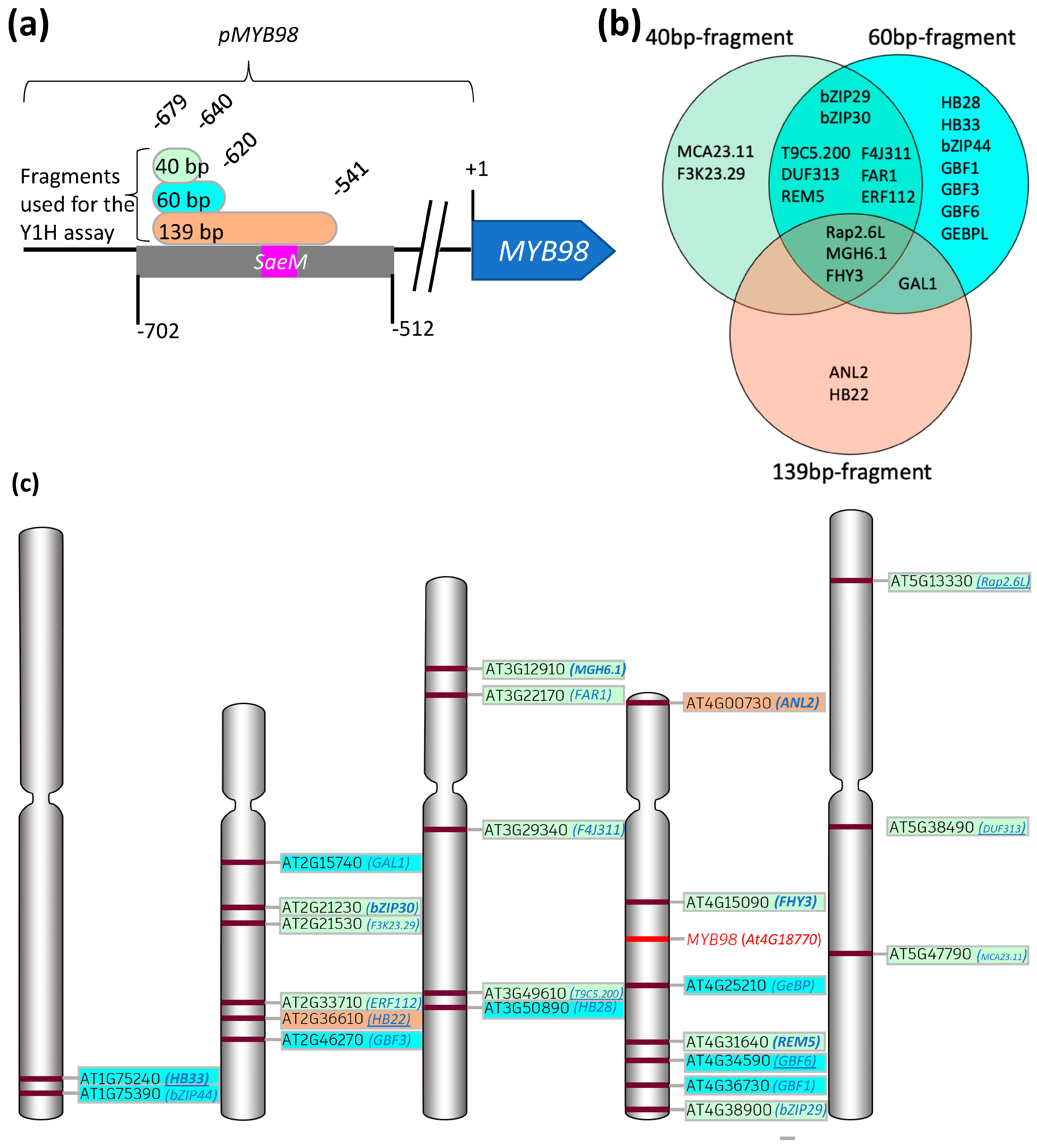 Plants 13 01007 g001