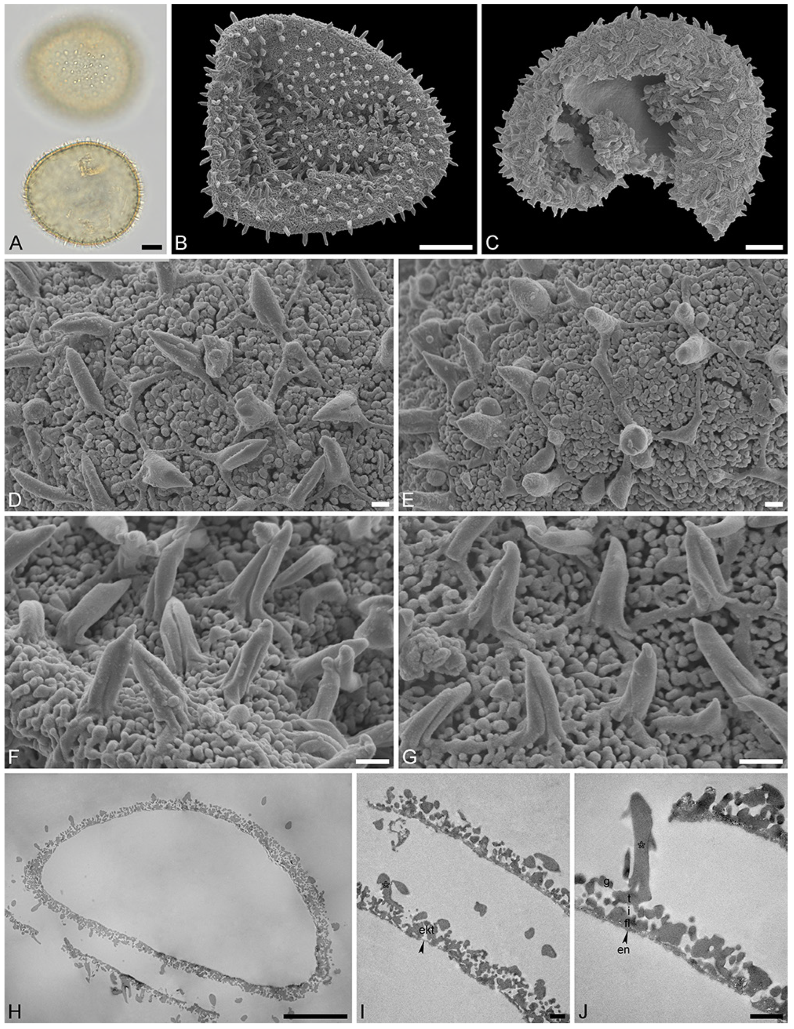 Plants 13 01008 g006