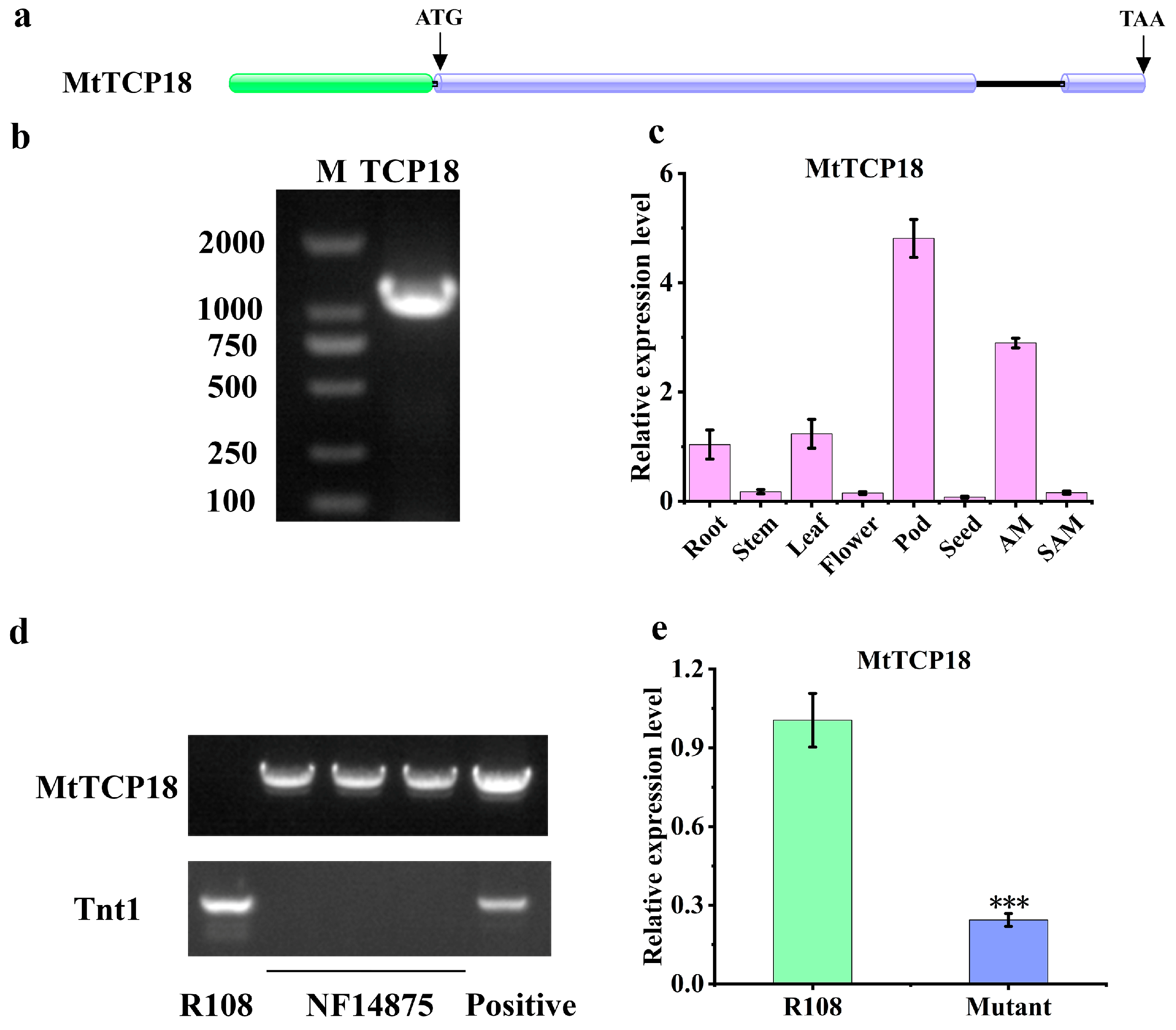 Plants 13 01012 g001