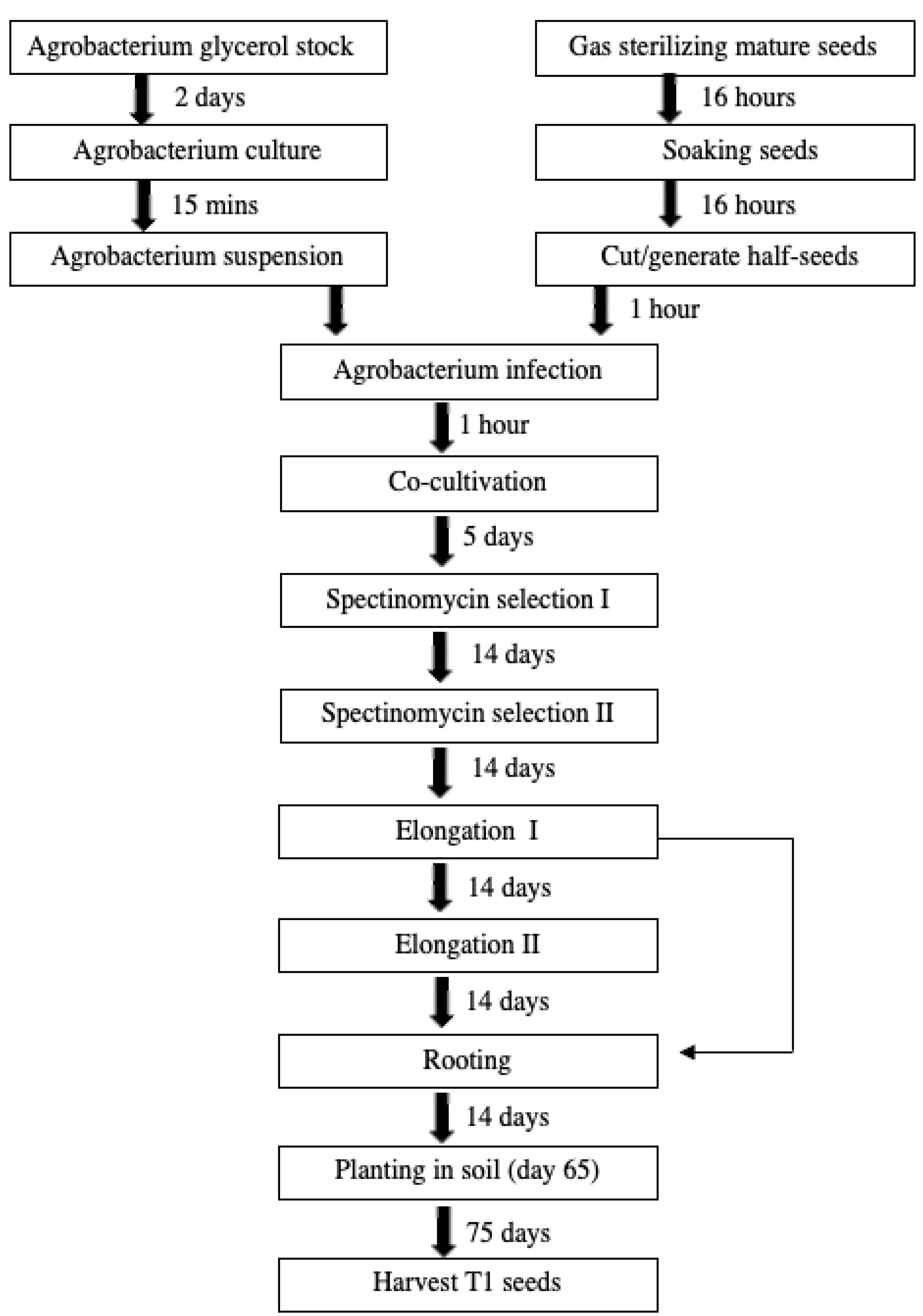 Plants 13 01013 g001 Plants 13 01013 g001