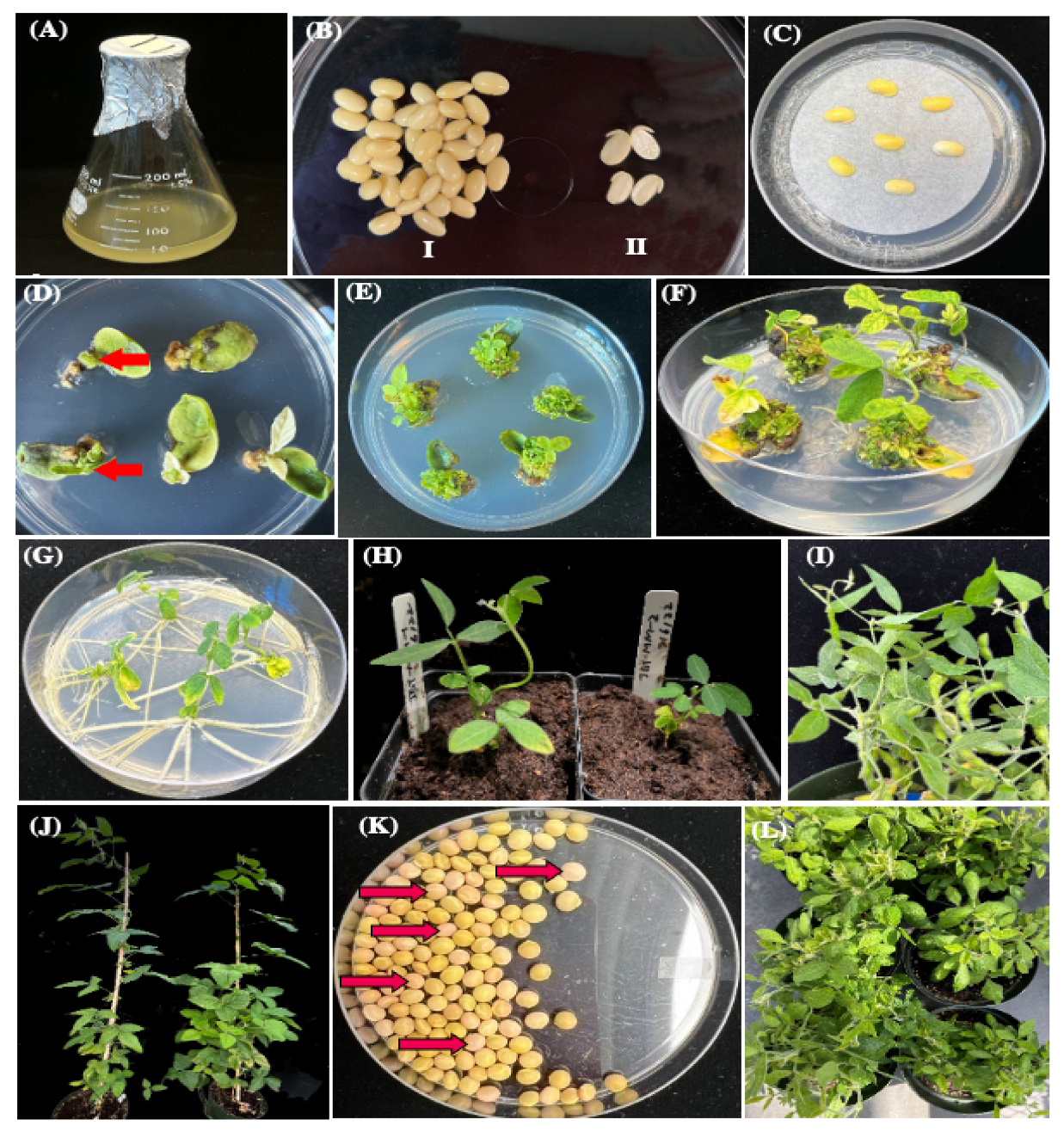 Plants 13 01013 g002 Plants 13 01013 g002