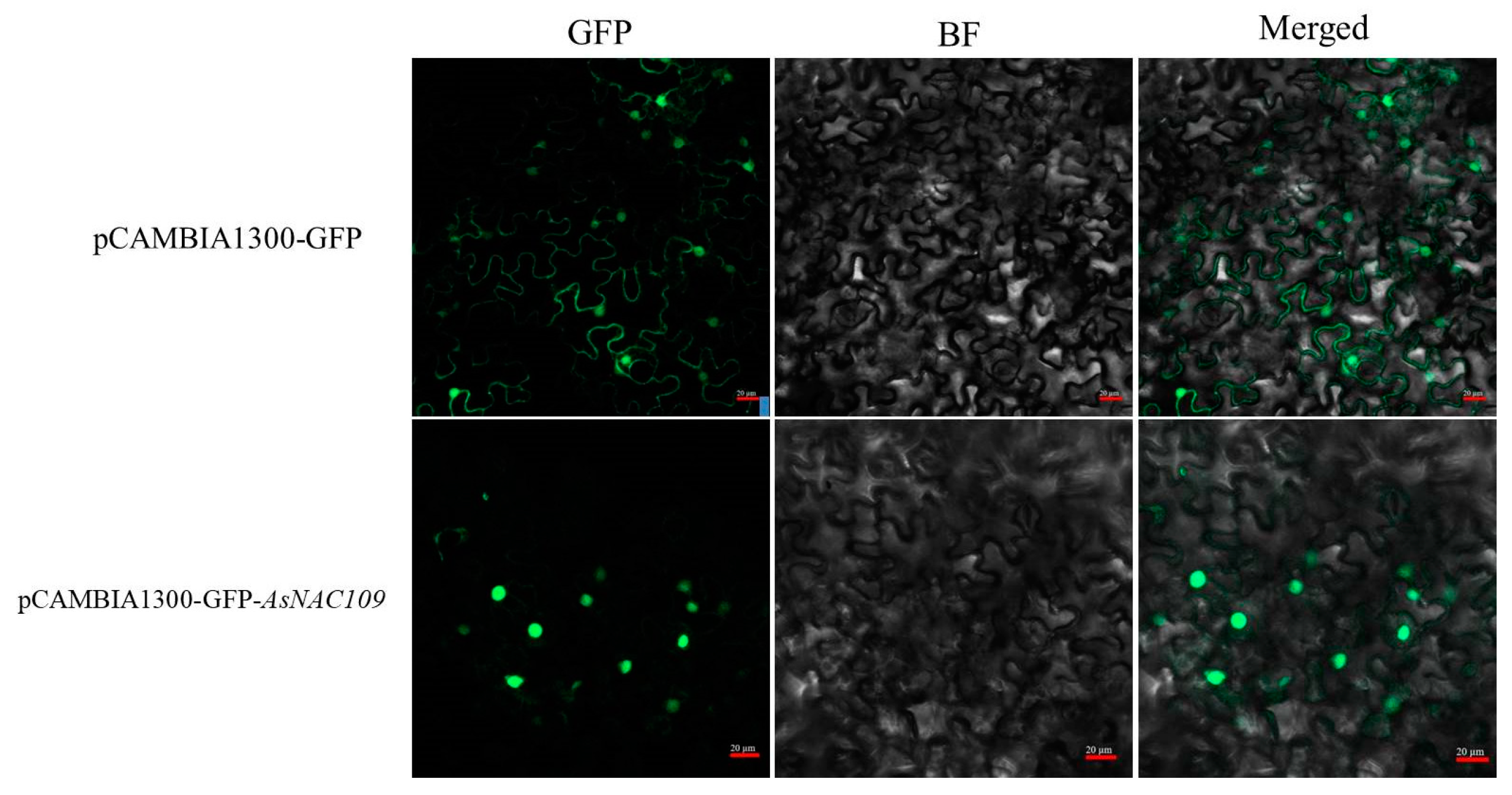 Plants 13 01017 g003