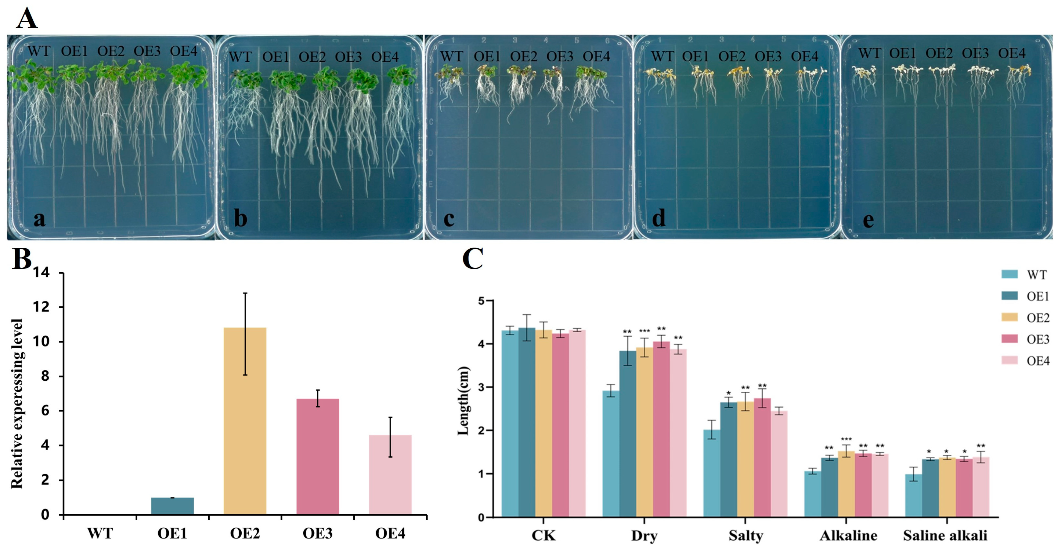 Plants 13 01017 g004