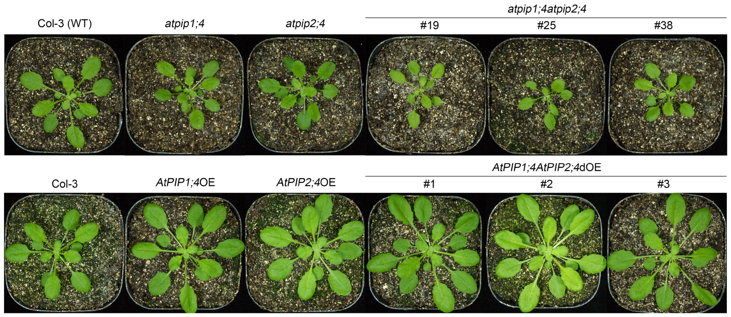 Plants 13 01018 g001