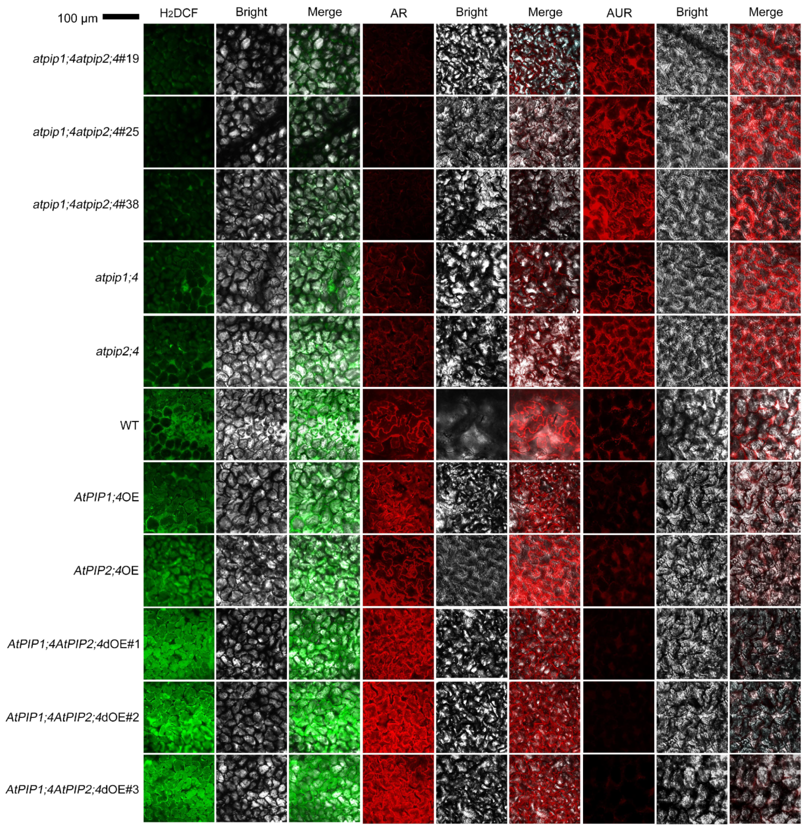 Plants 13 01018 g003