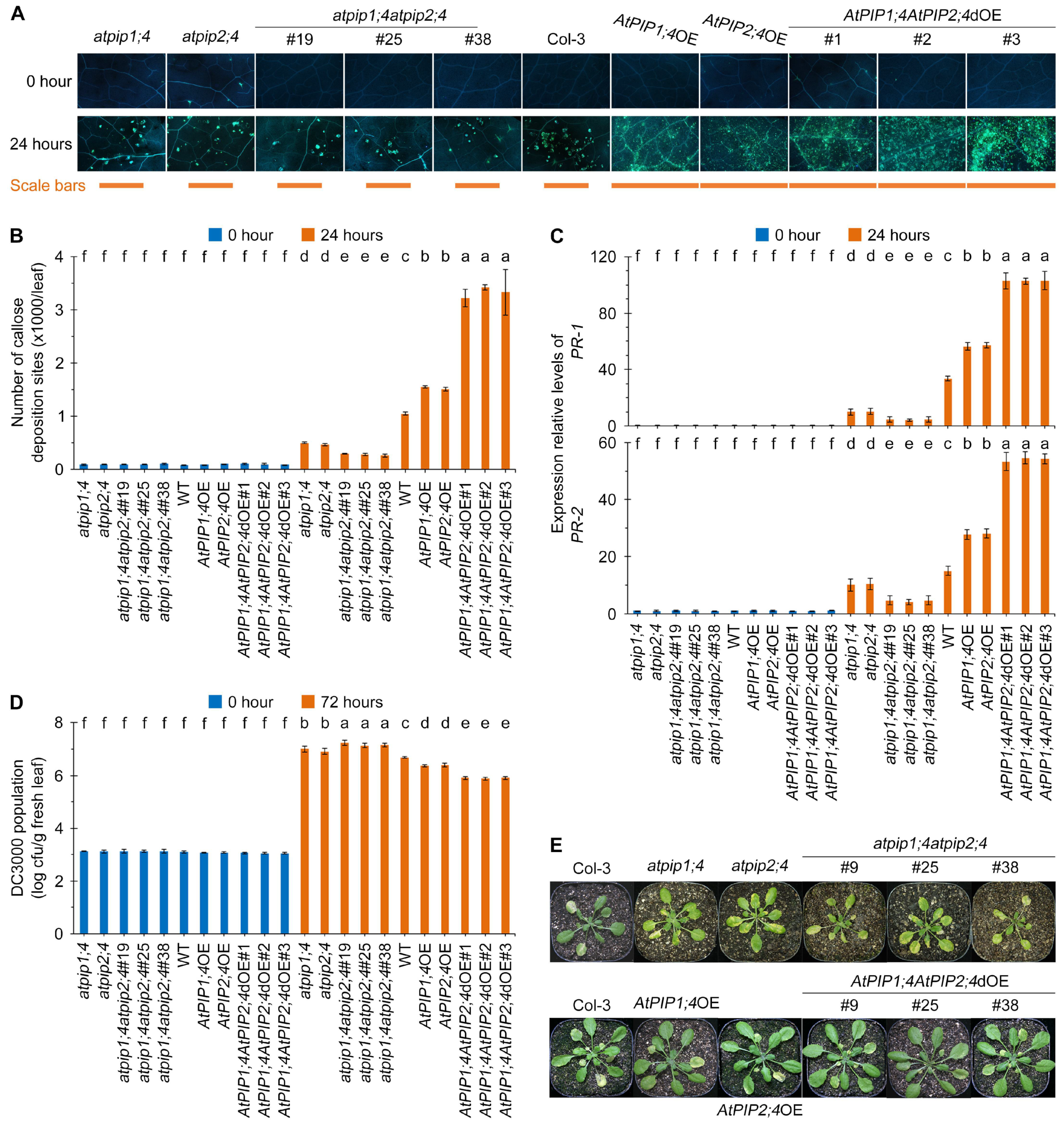 Plants 13 01018 g007