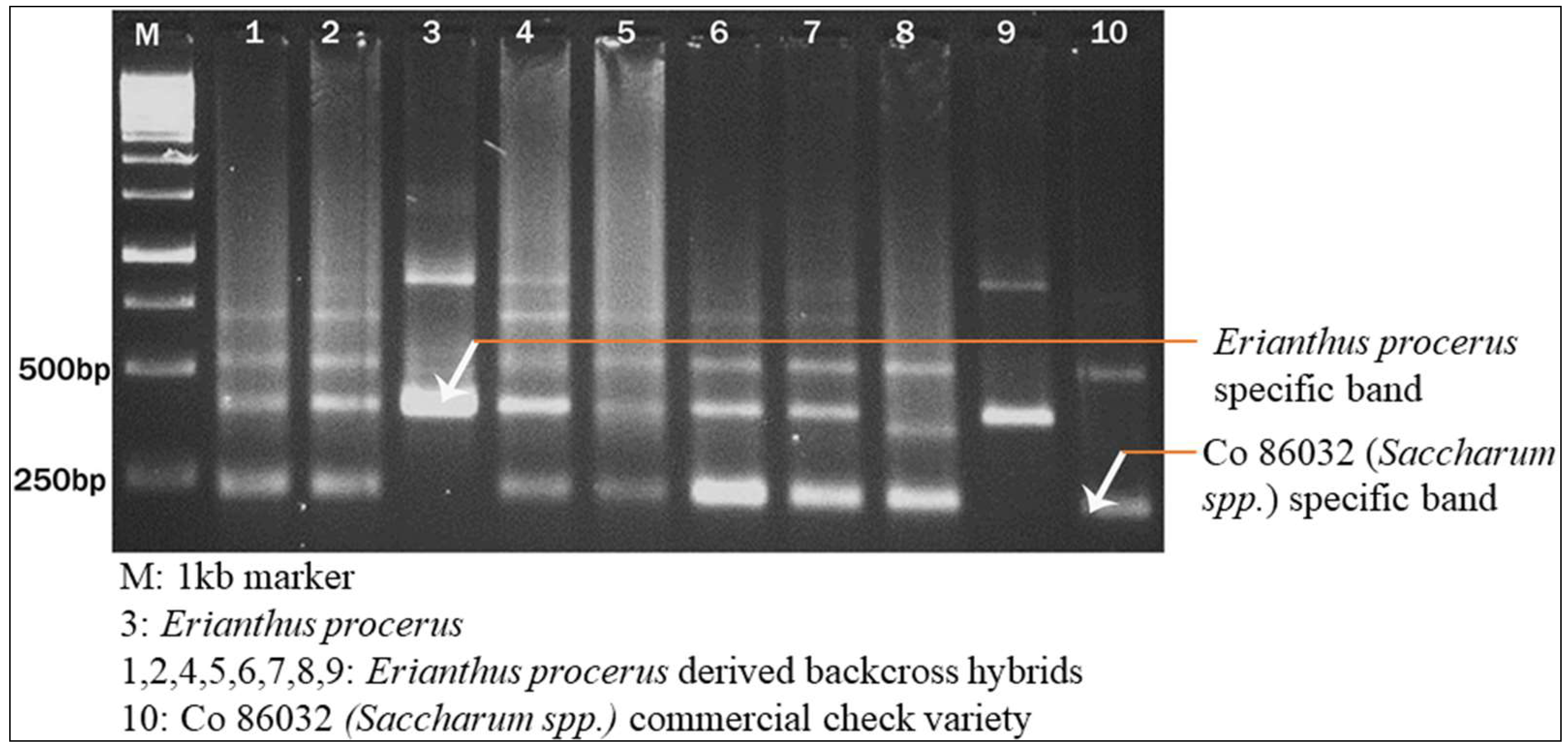 Plants 13 01023 g009 Plants 13 01023 g009