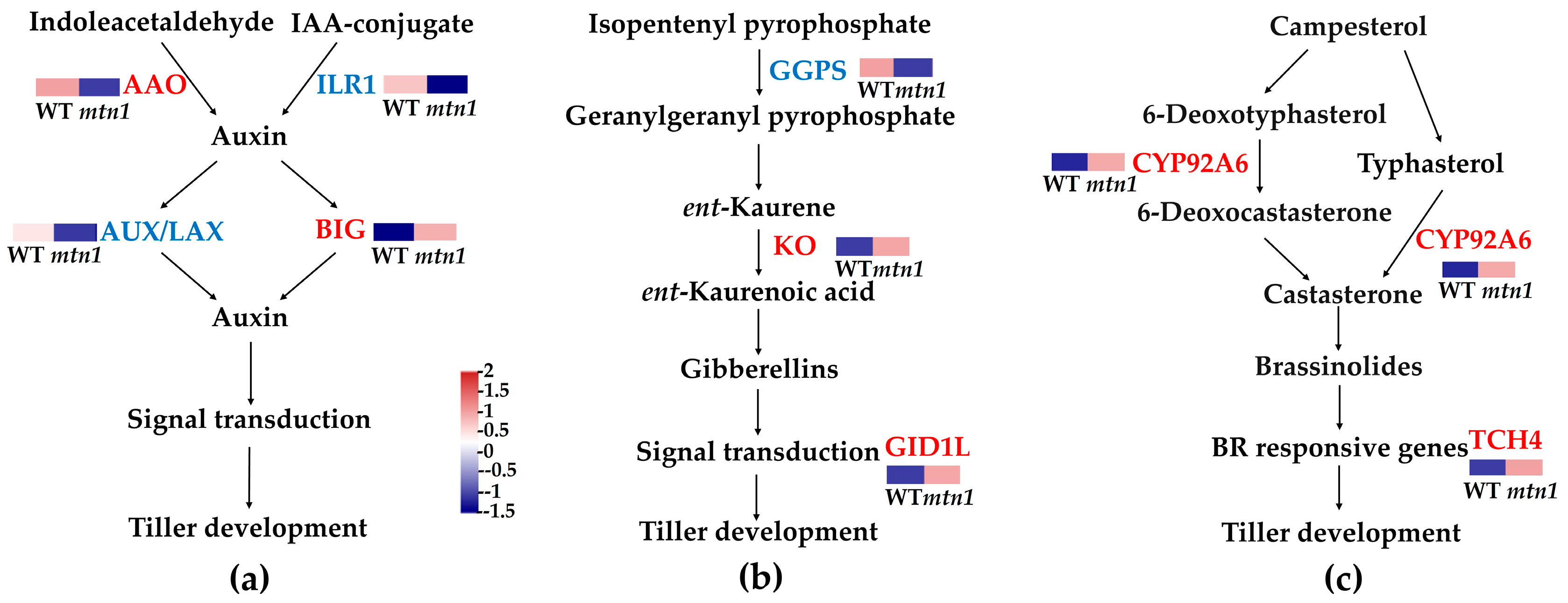 Plants 13 01028 g007