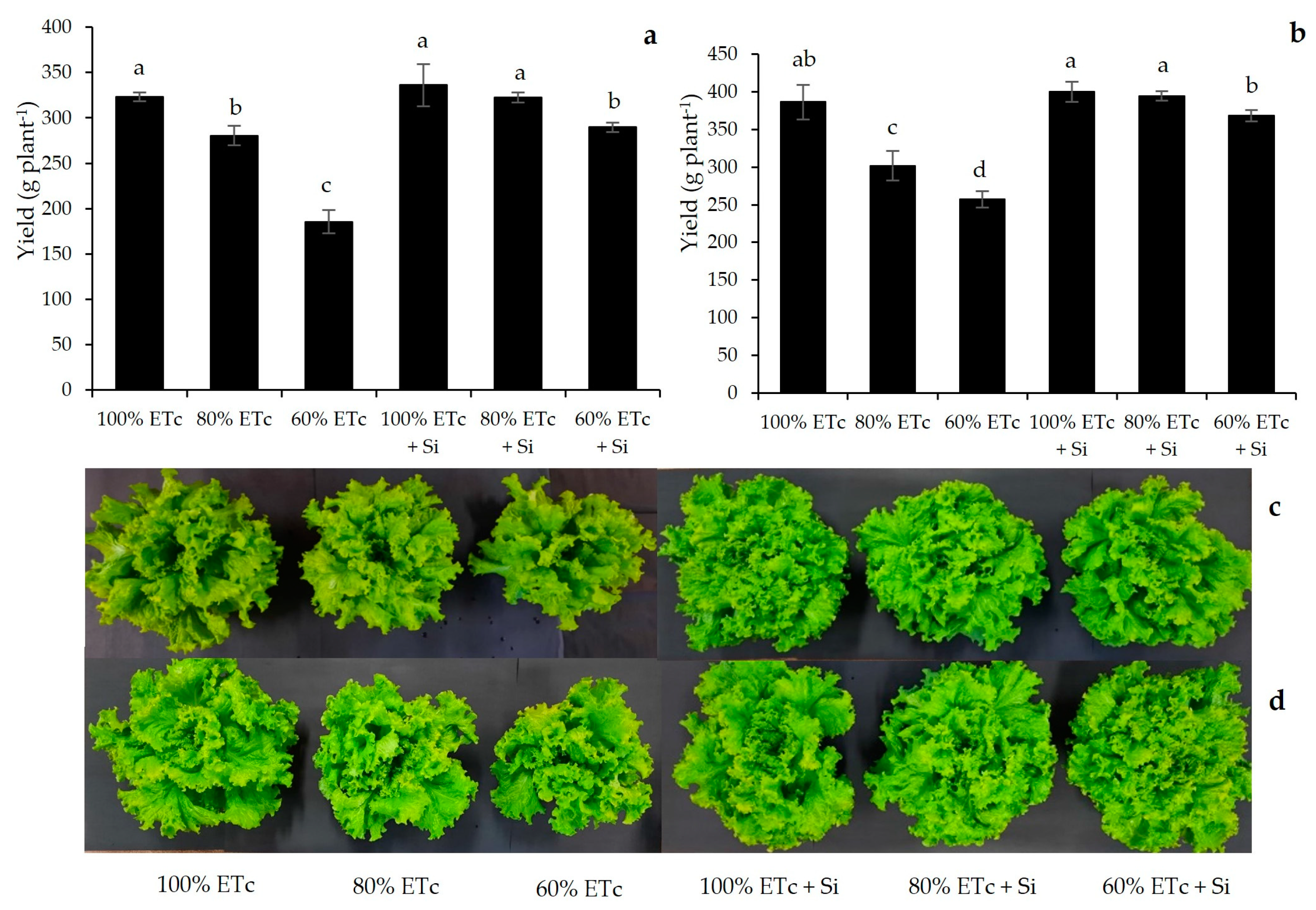 Plants 13 01029 g002
