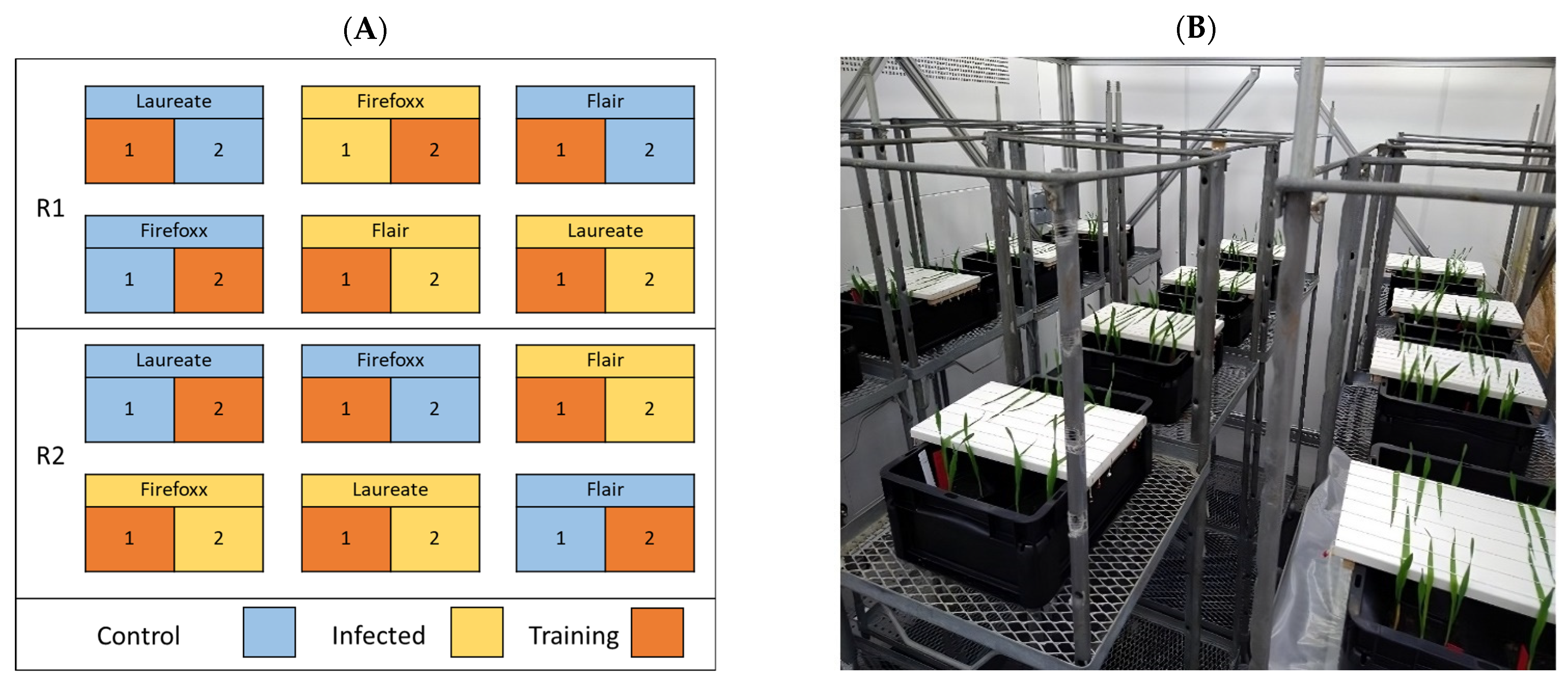 Plants 13 01039 g001