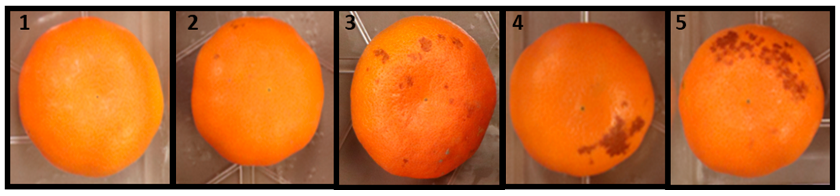 Plants 13 01040 g002