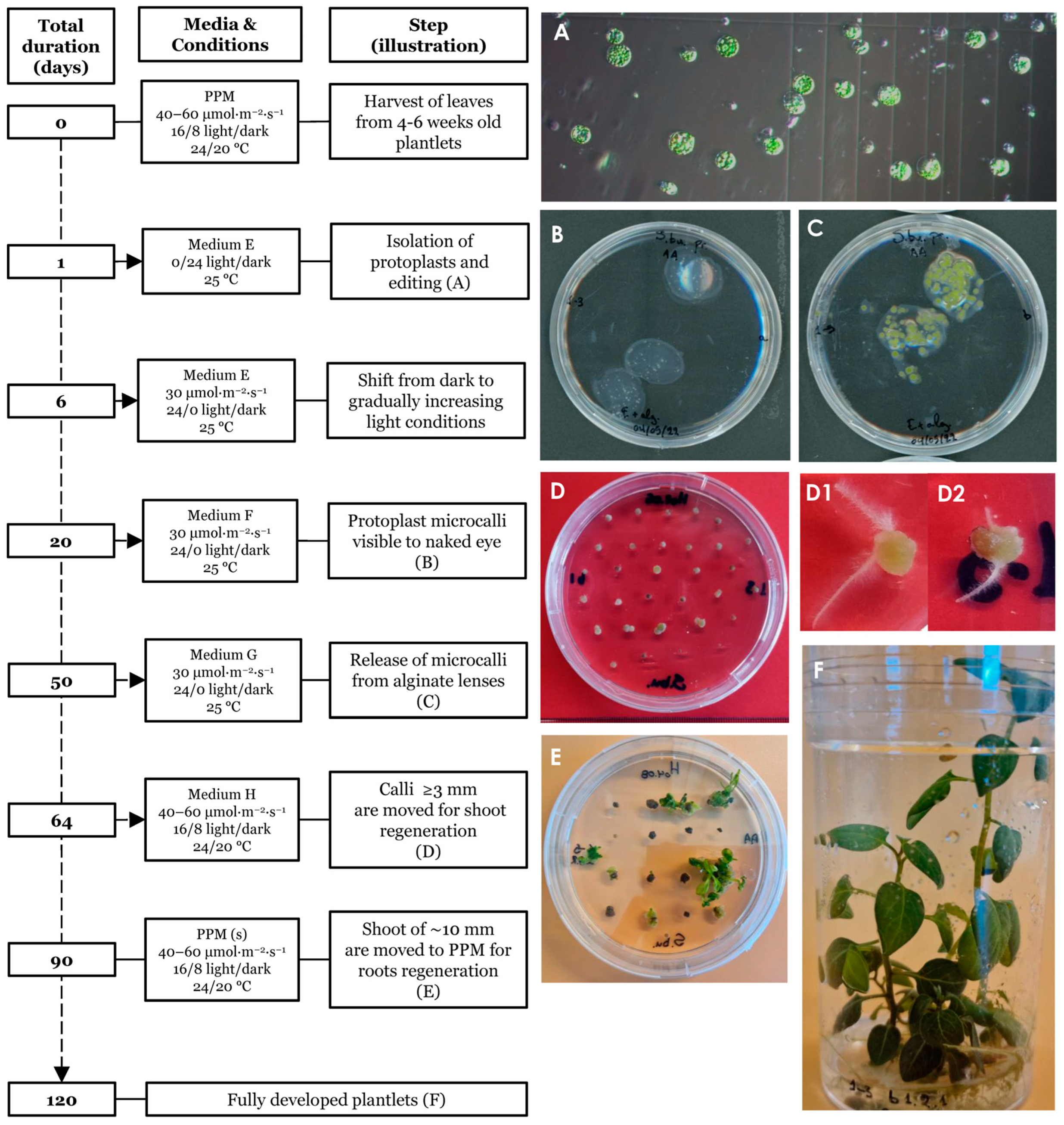 Plants 13 01044 g004