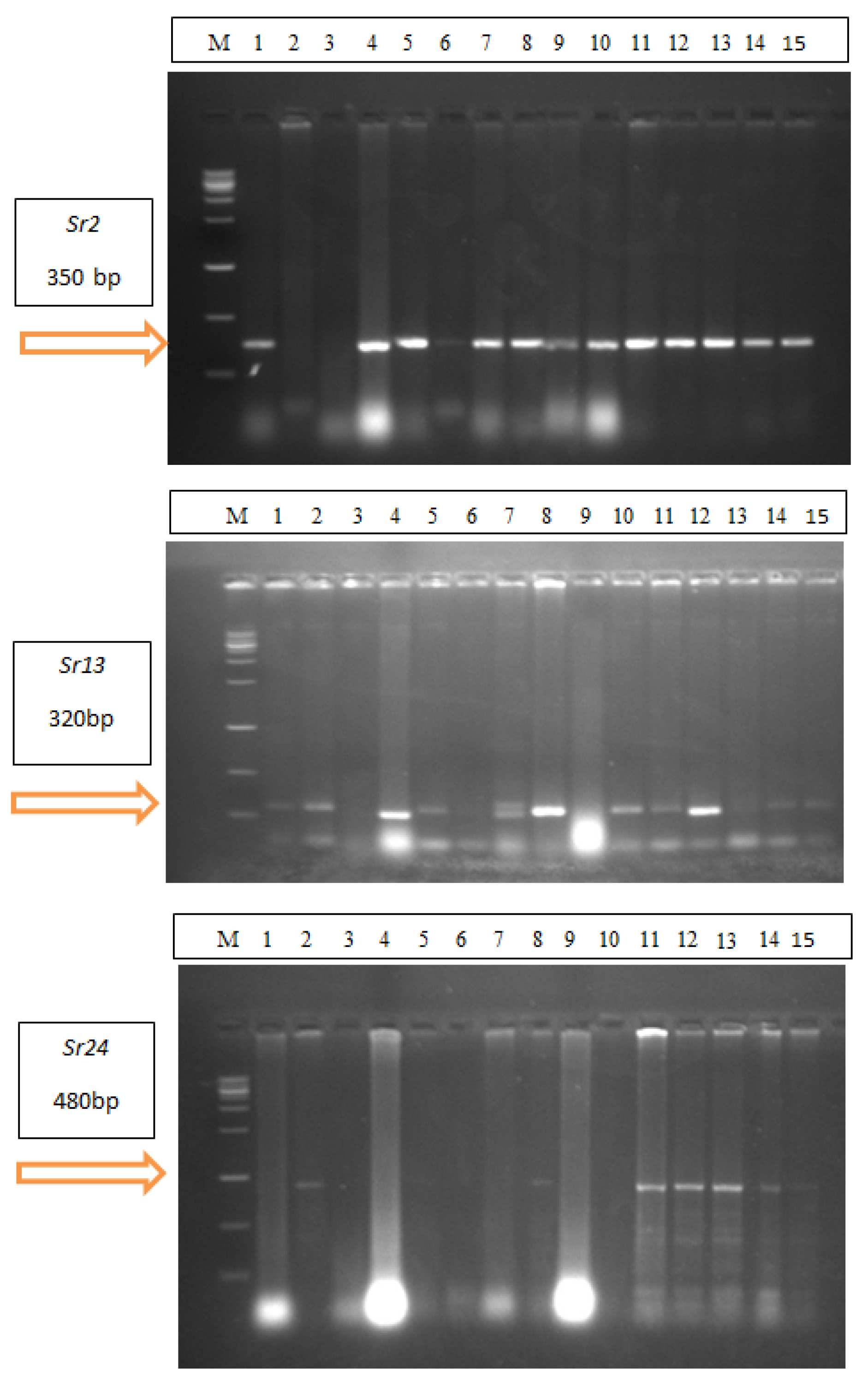 Plants 13 01045 g002