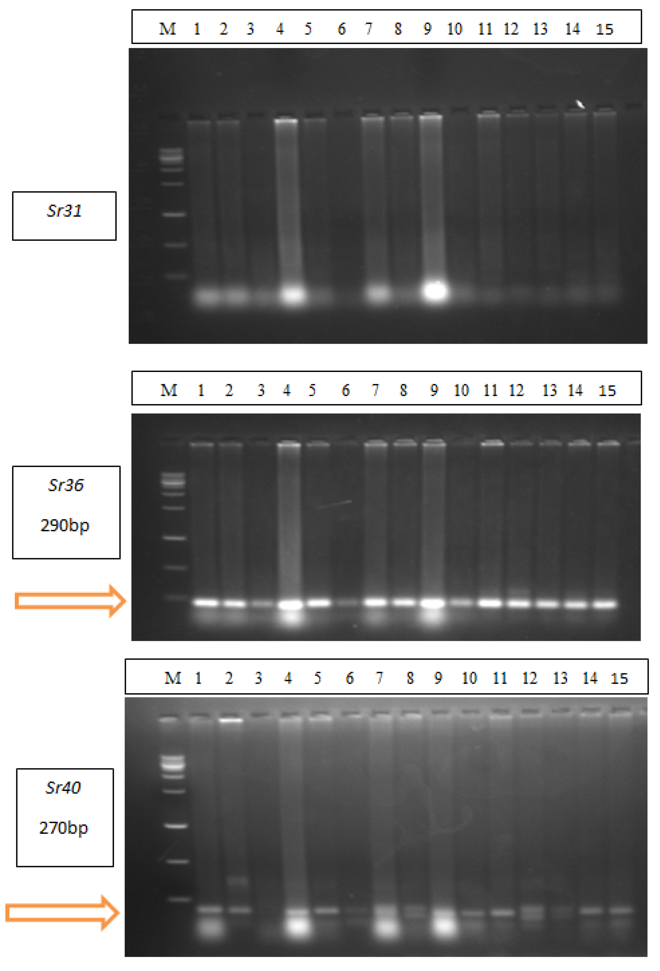 Plants 13 01045 g003