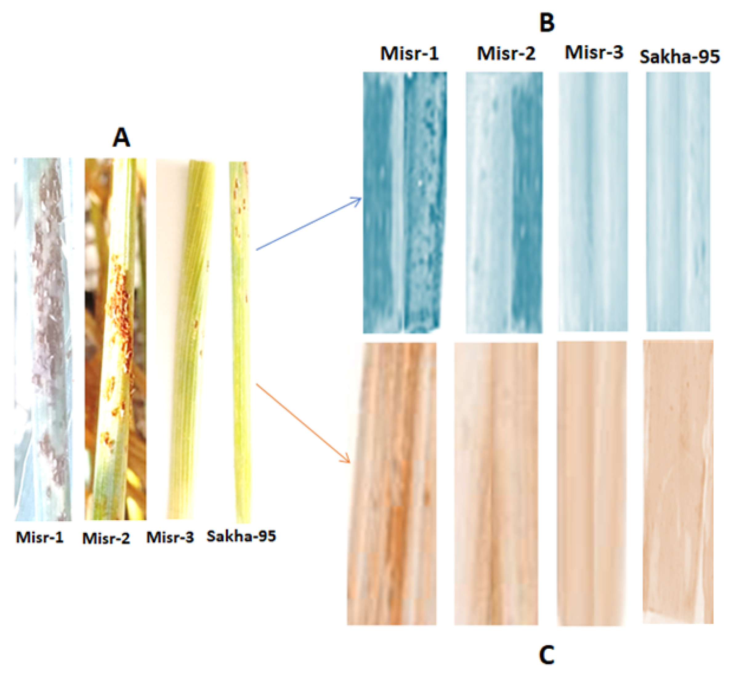 Plants 13 01045 g006