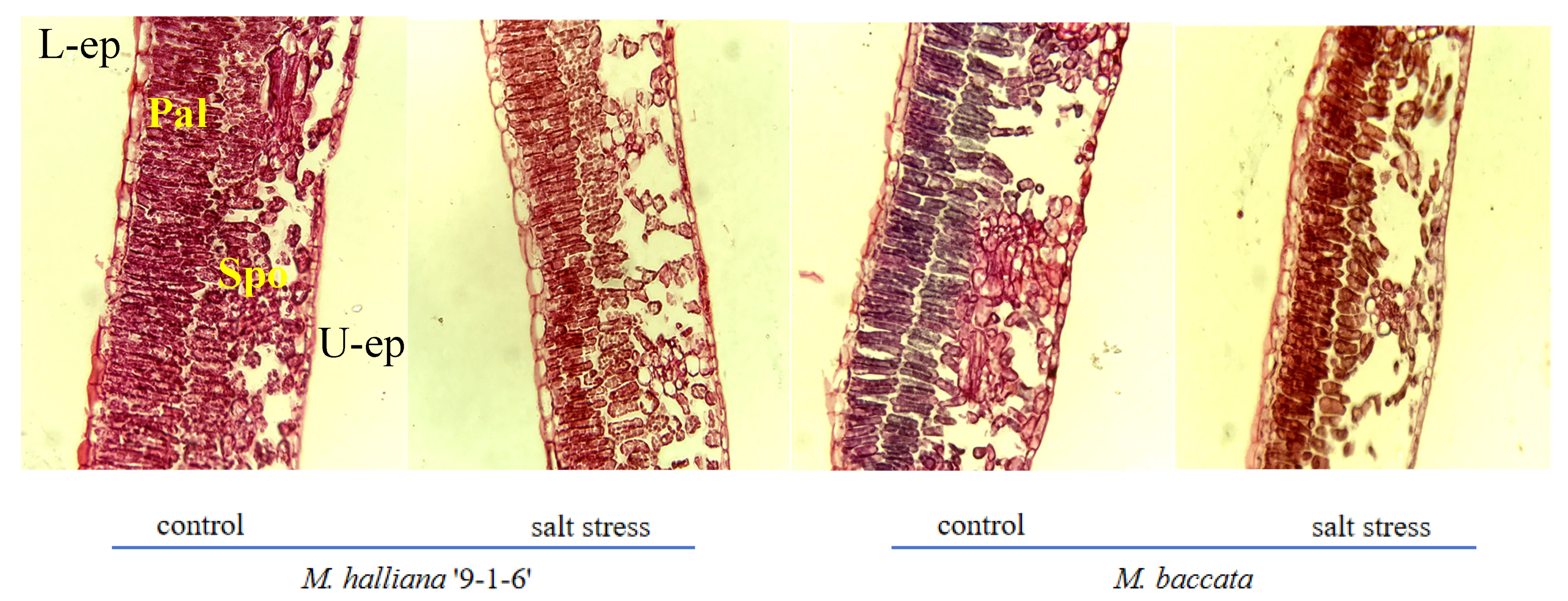 Plants 13 01046 g002