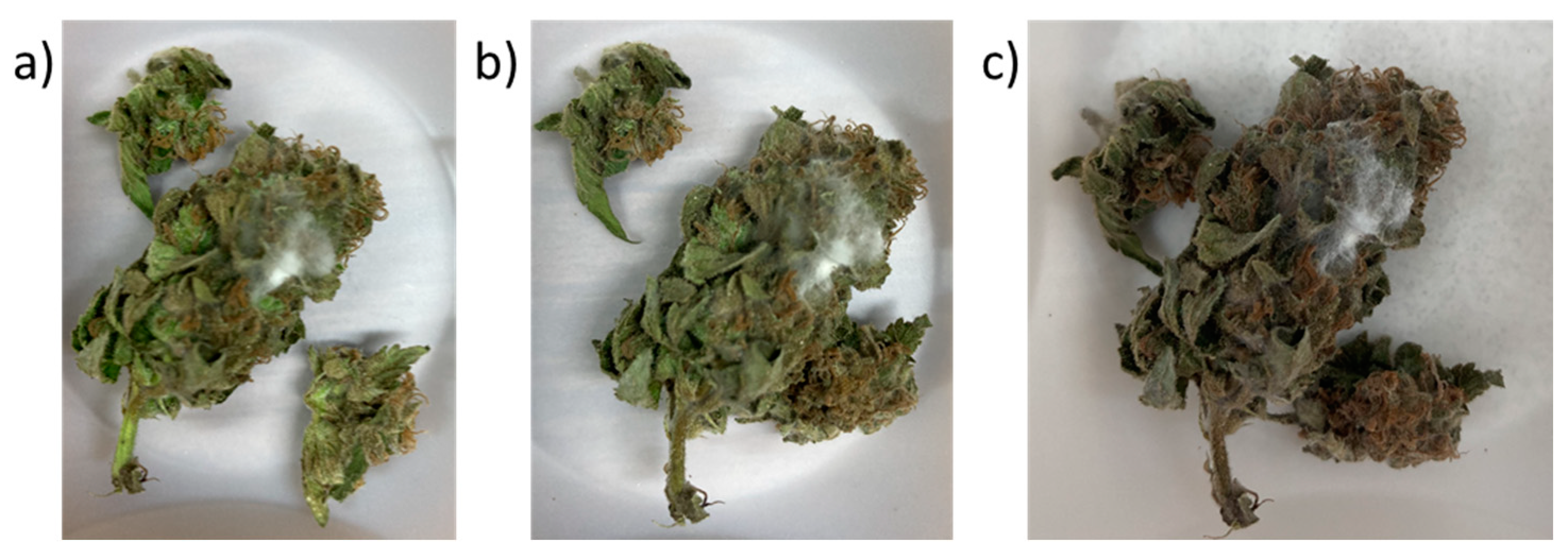 Plants 13 01049 g001