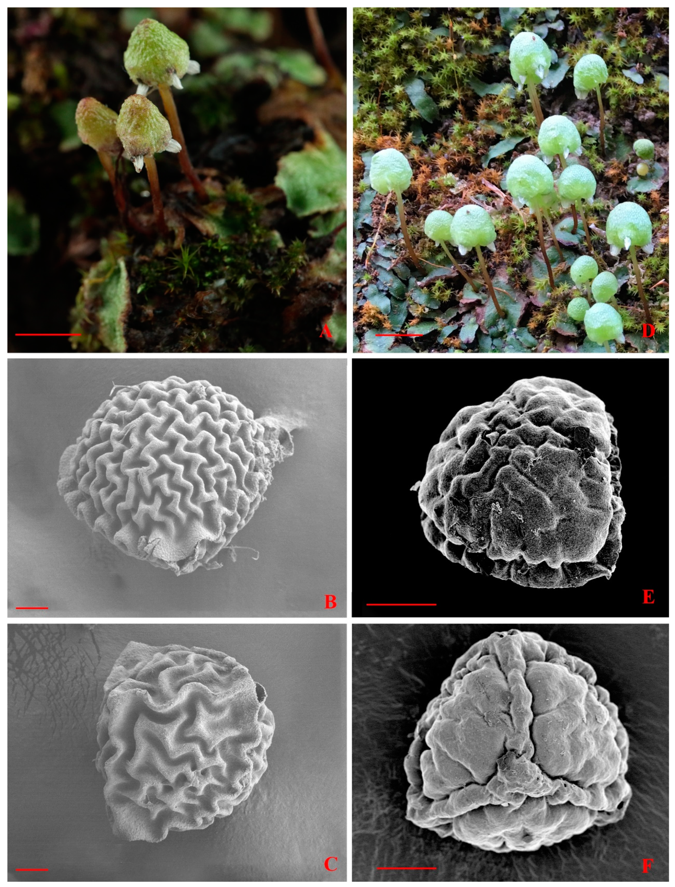 Plants 13 01053 g005 Plants 13 01053 g005