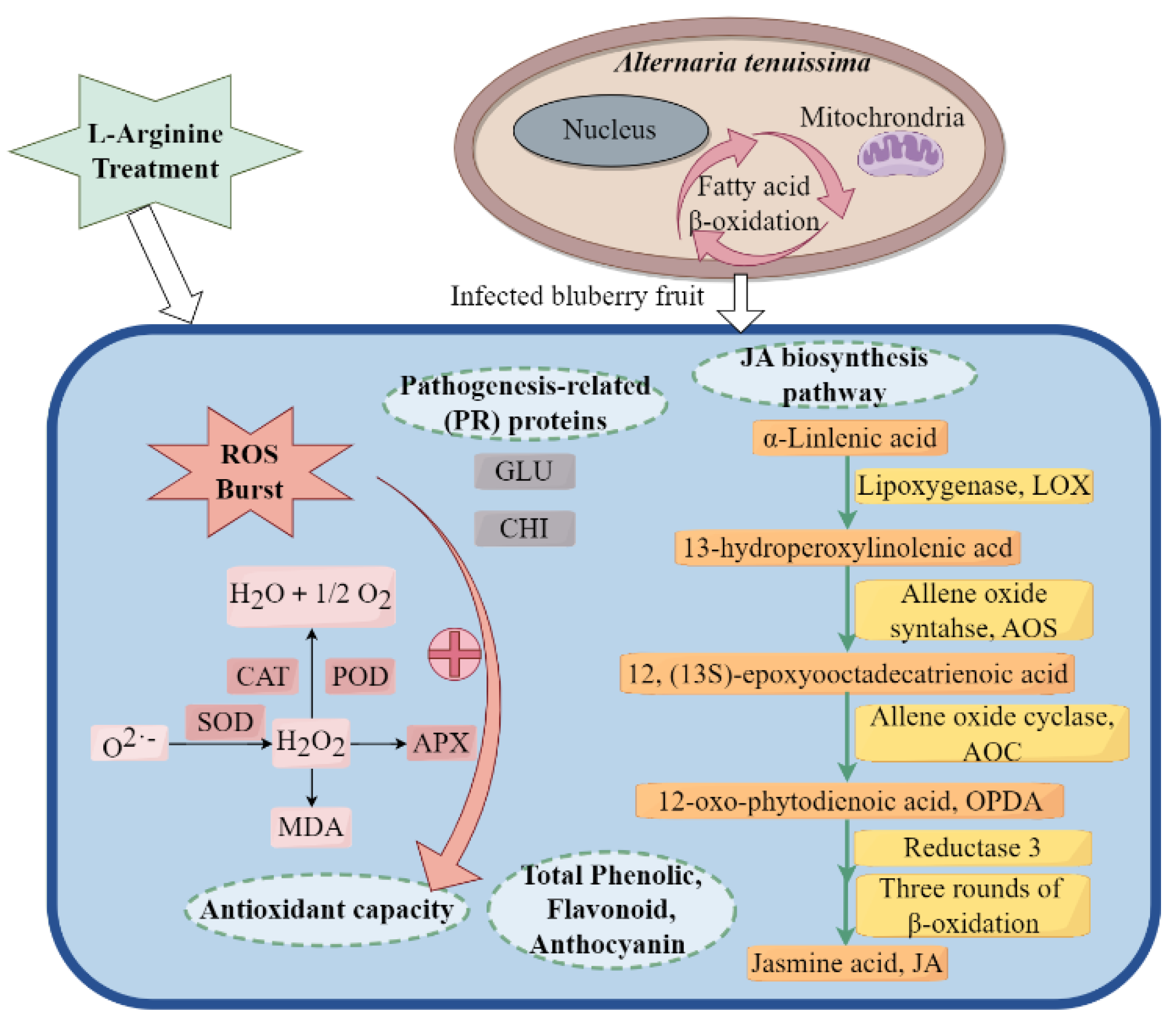 Plants 13 01058 g007