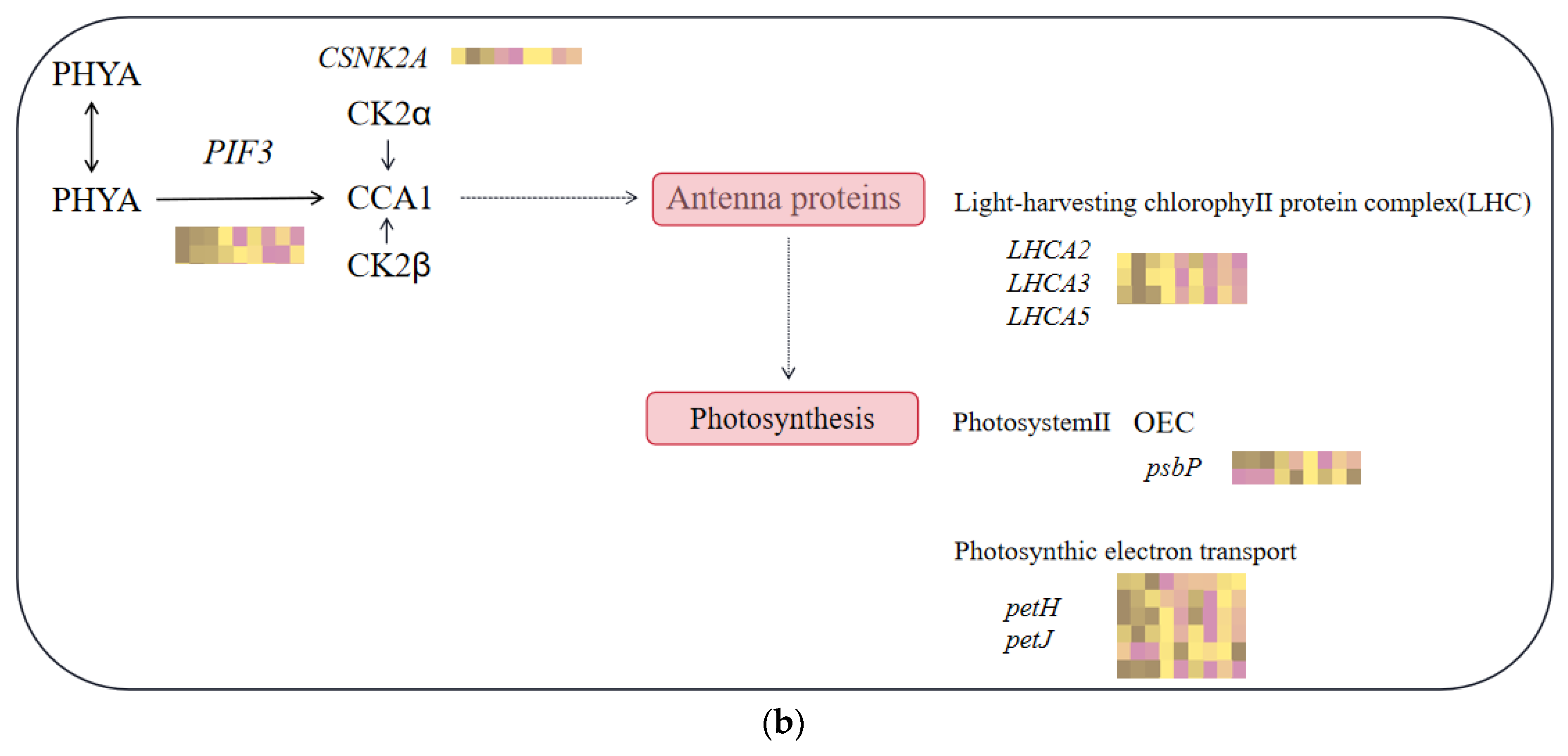 Plants 13 01062 g007b