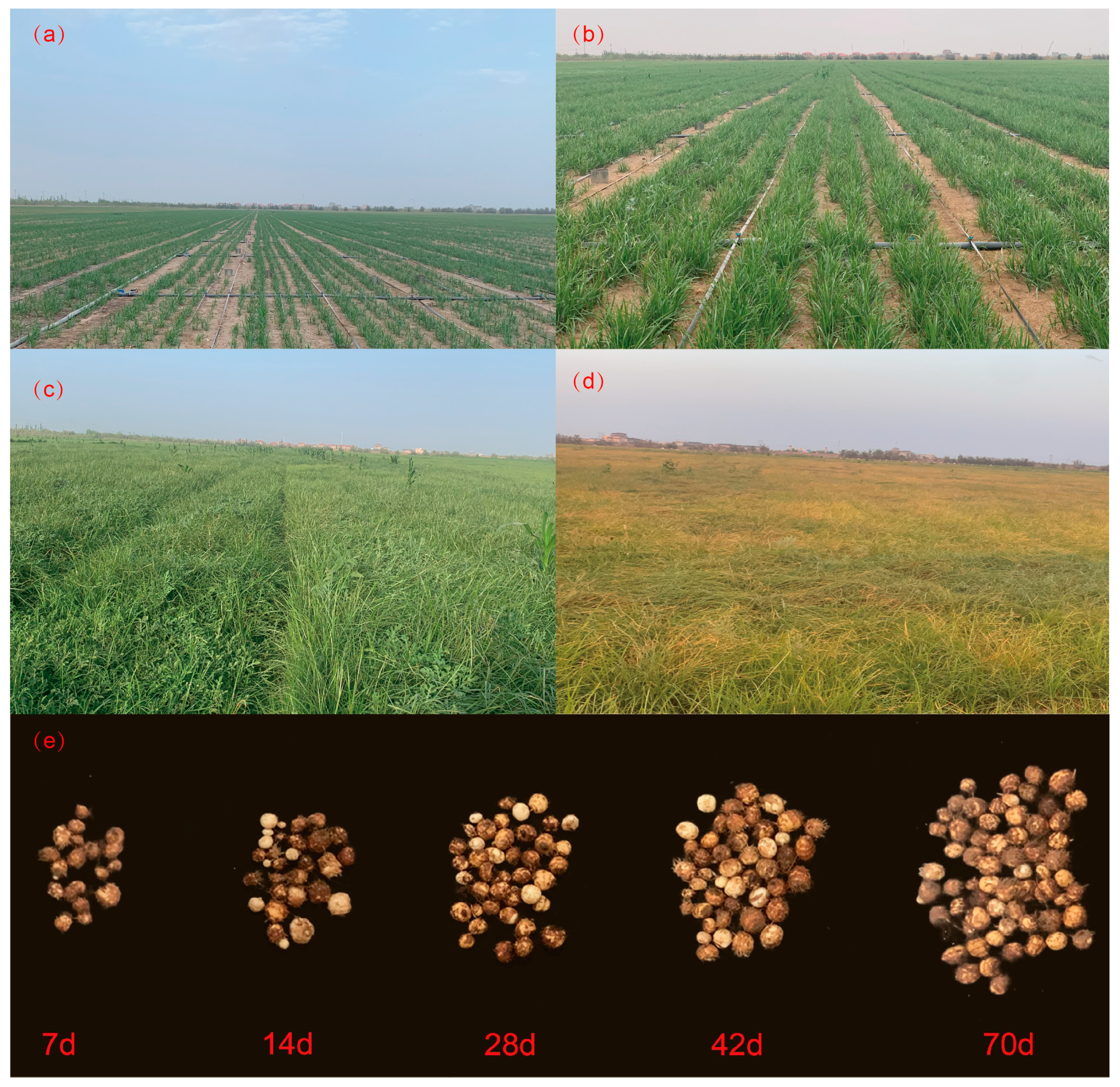 Plants 13 01063 g001