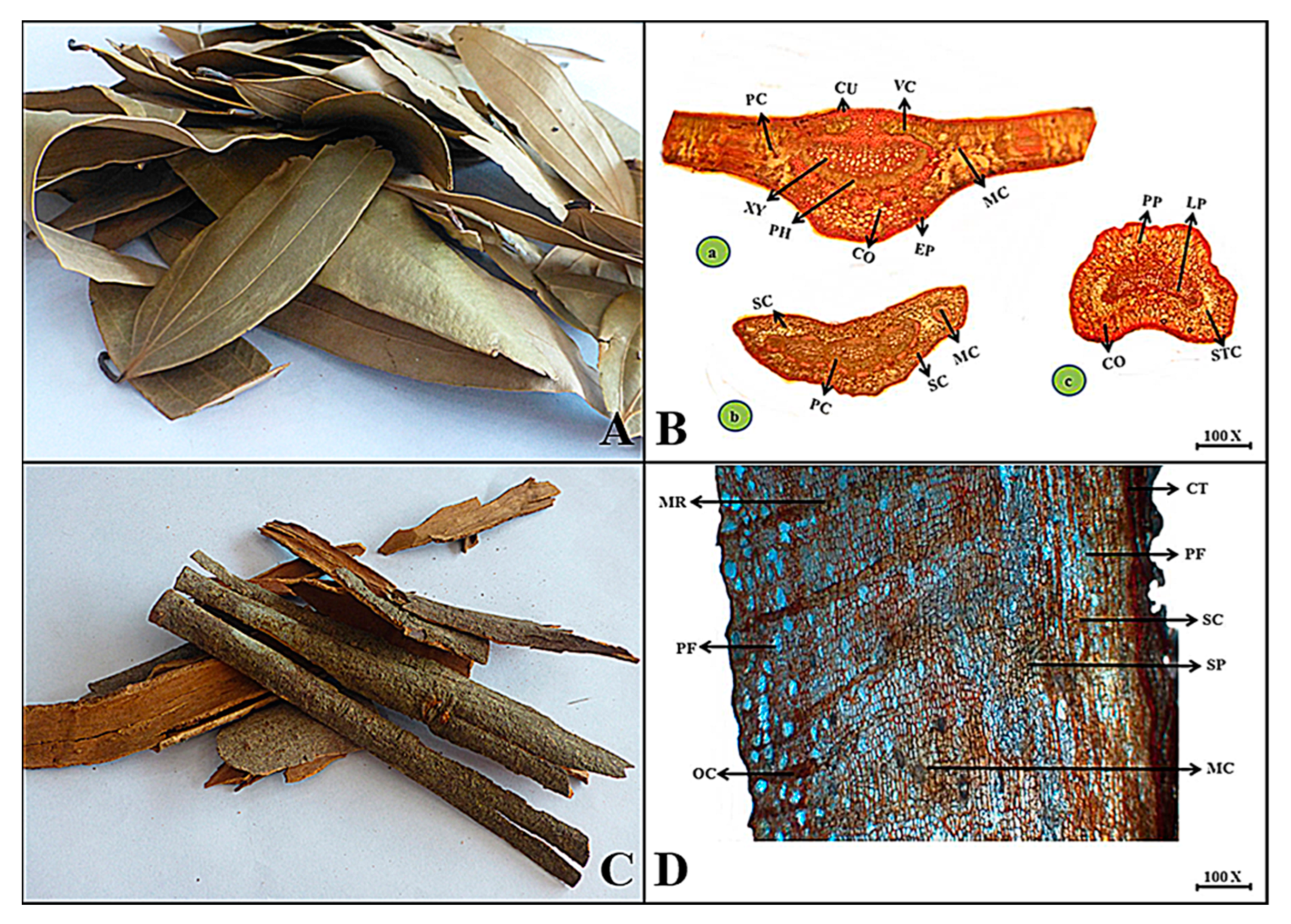 Plants 13 01067 g005