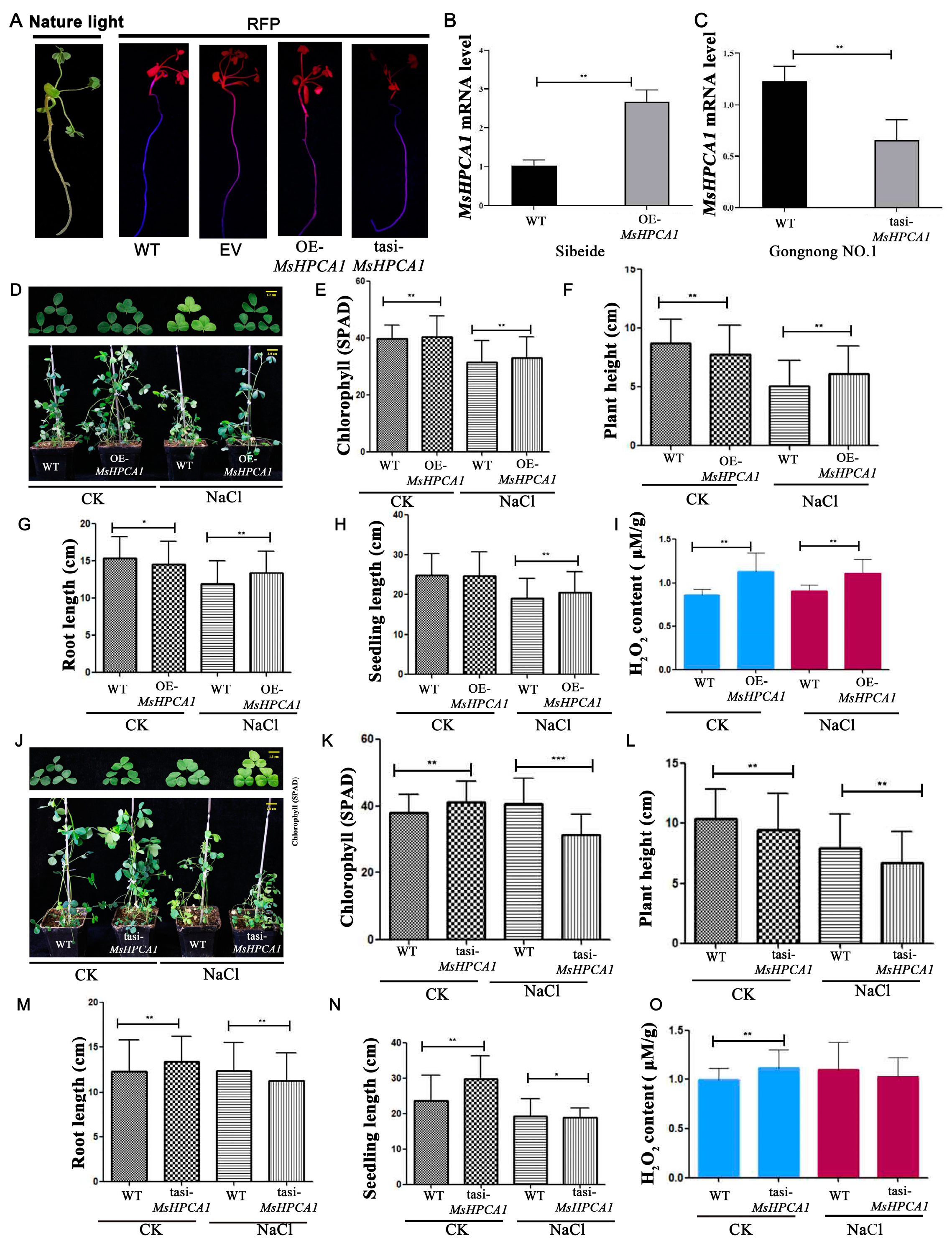 Plants 13 01073 g008