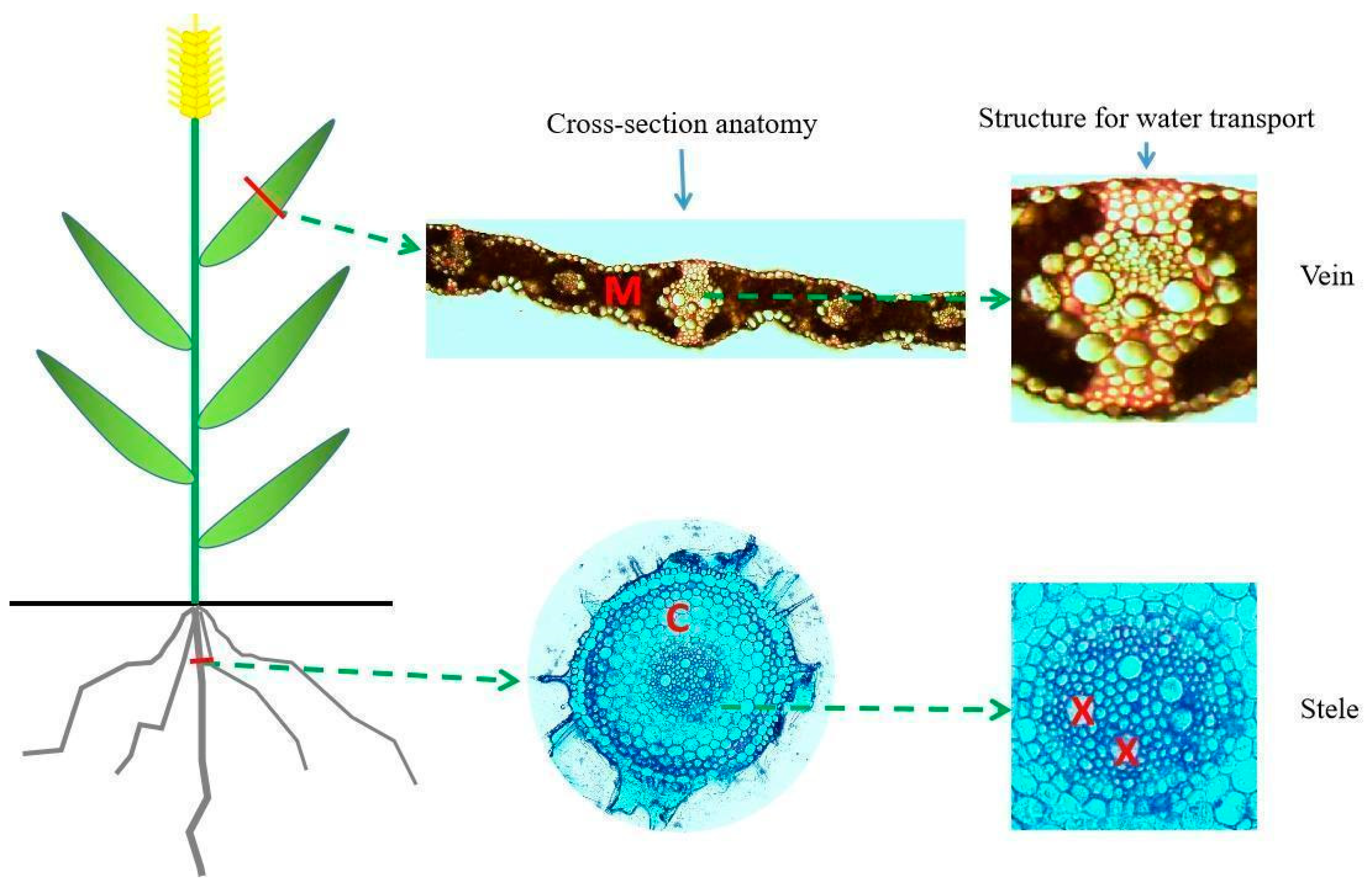 Plants 13 01075 g003