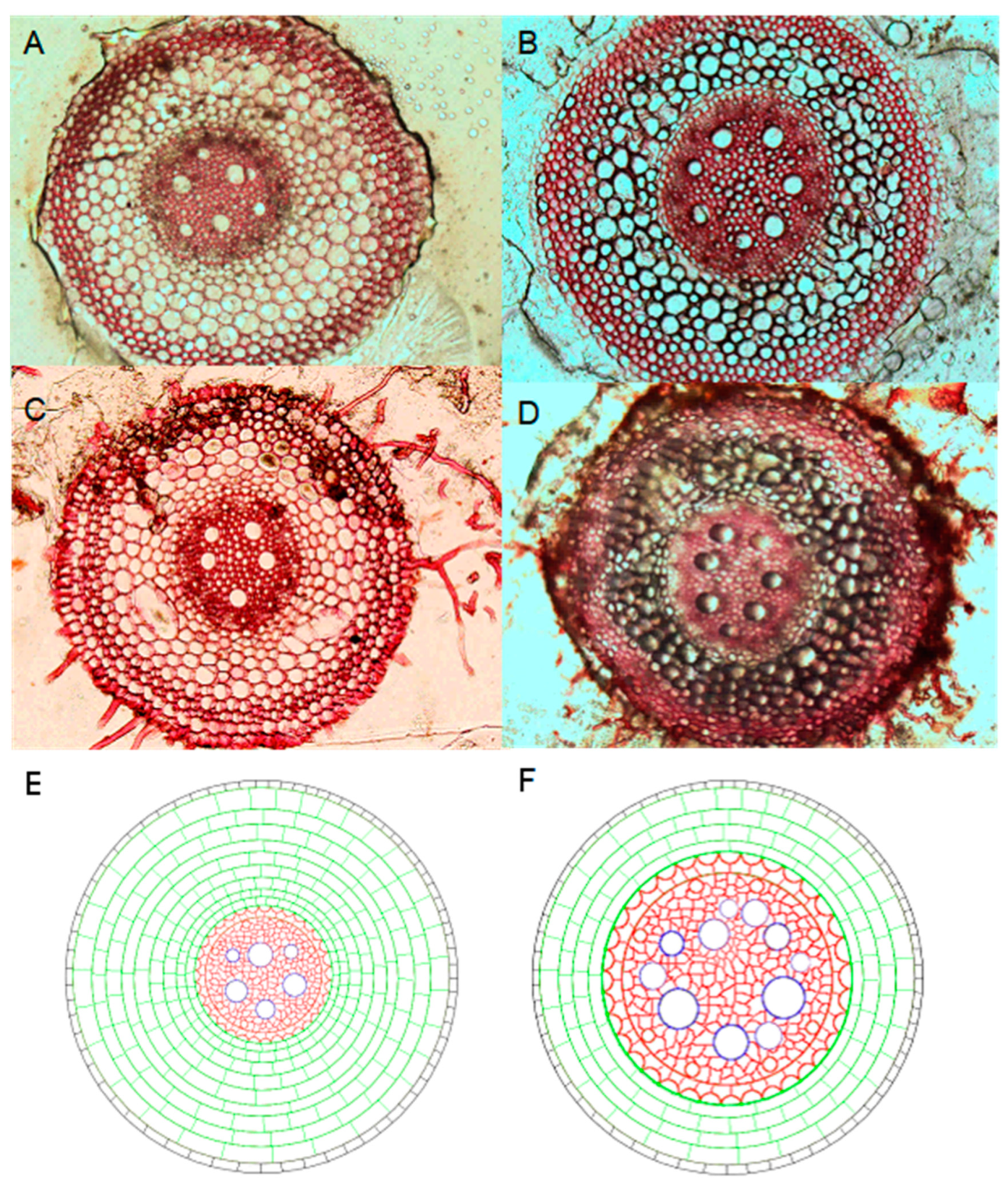 Plants 13 01075 g008