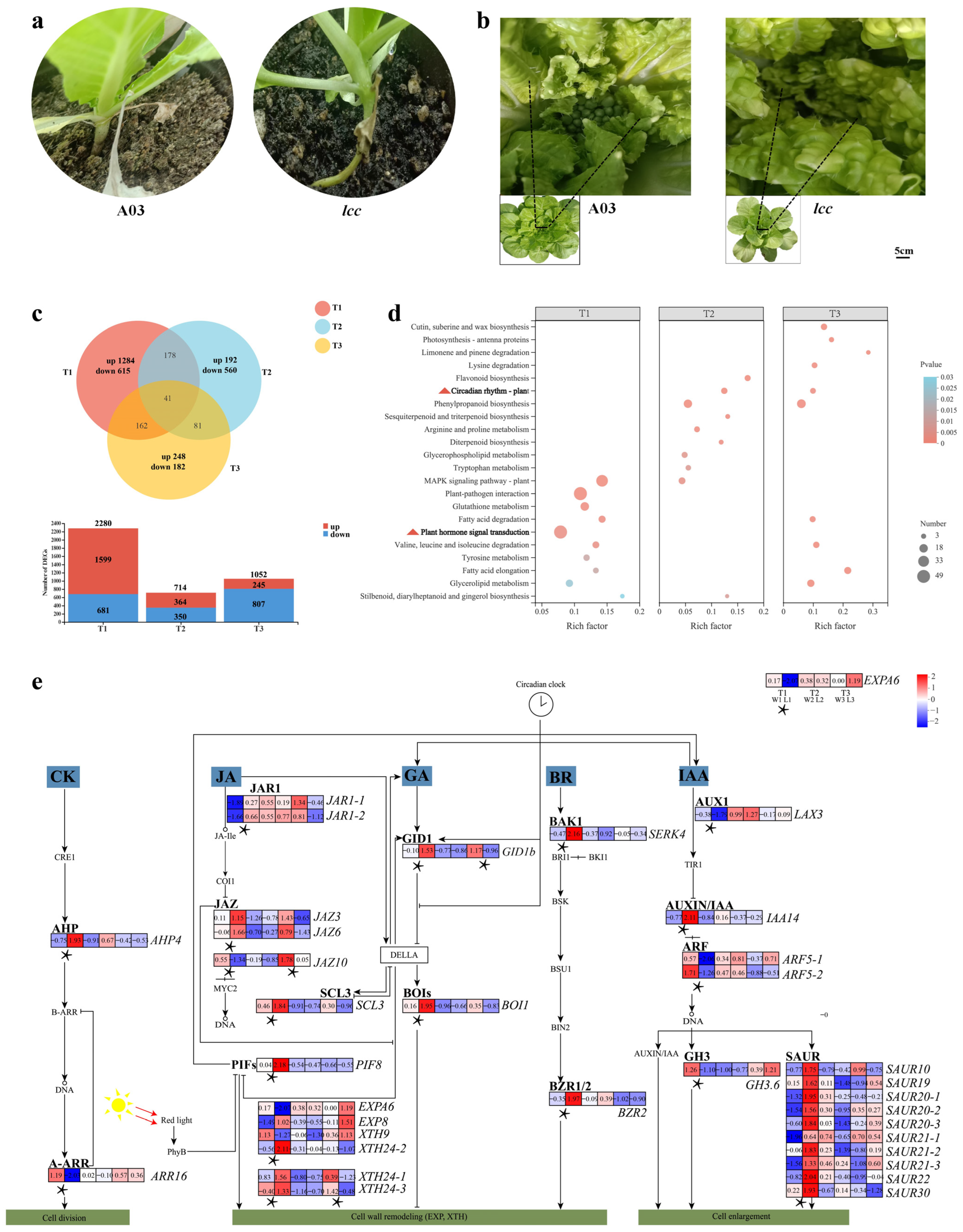 Plants 13 01083 g001