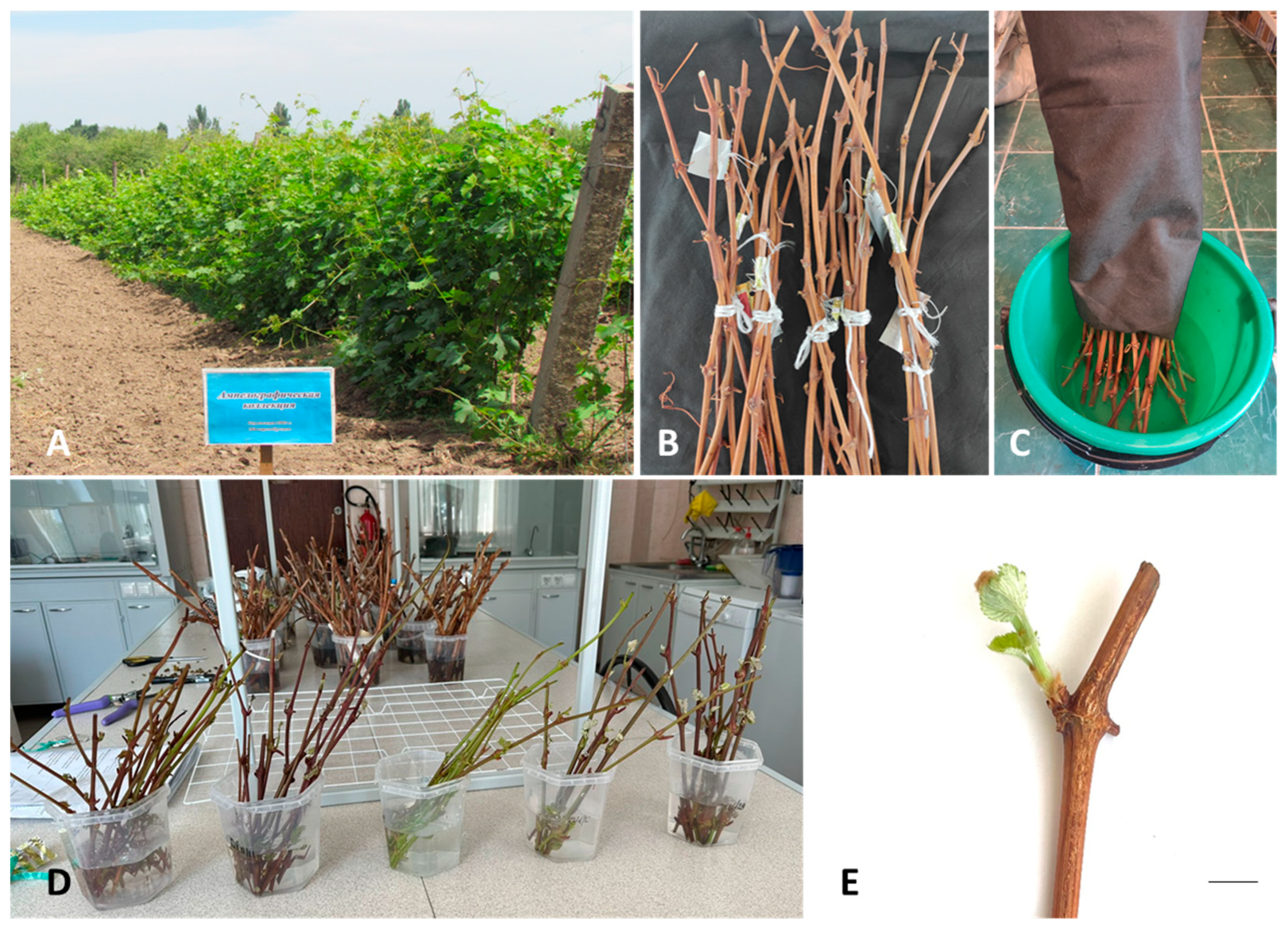 Plants 13 01089 g001 Plants 13 01089 g001