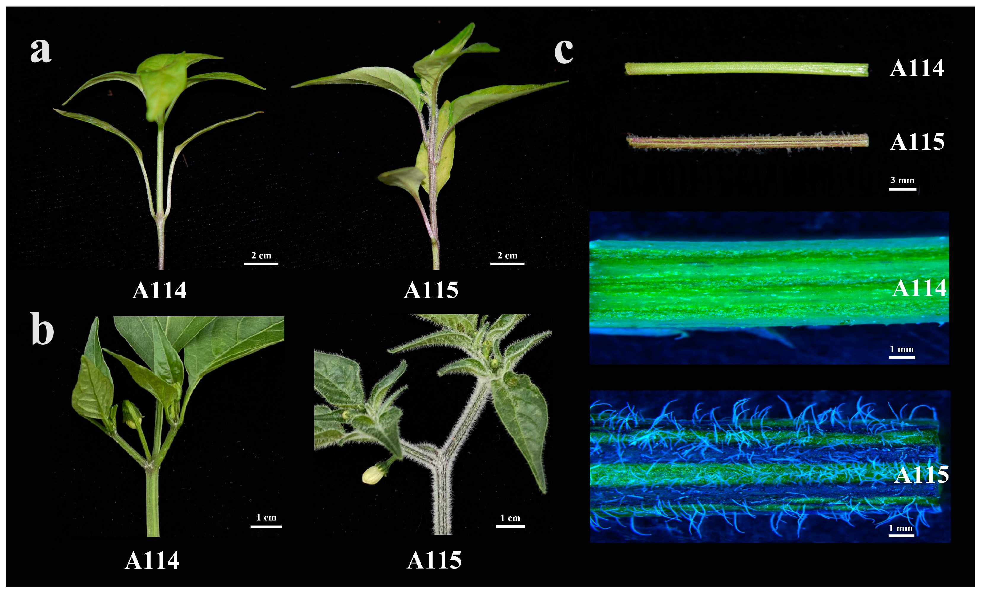 Plants 13 01090 g001