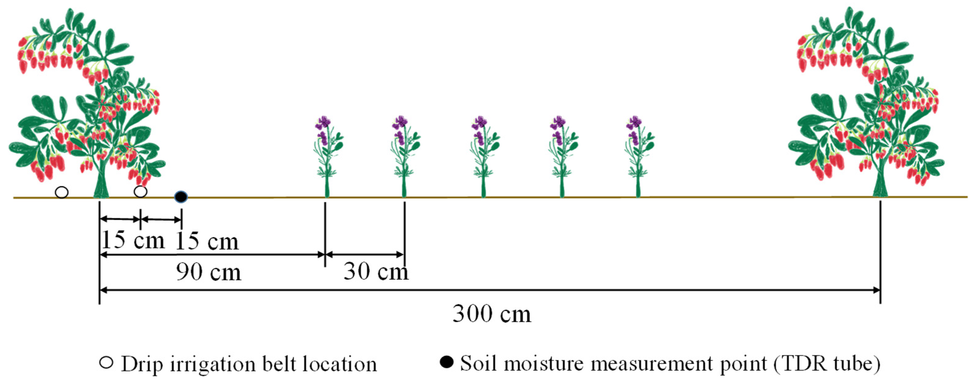 Plants 13 01095 g007 Plants 13 01095 g007