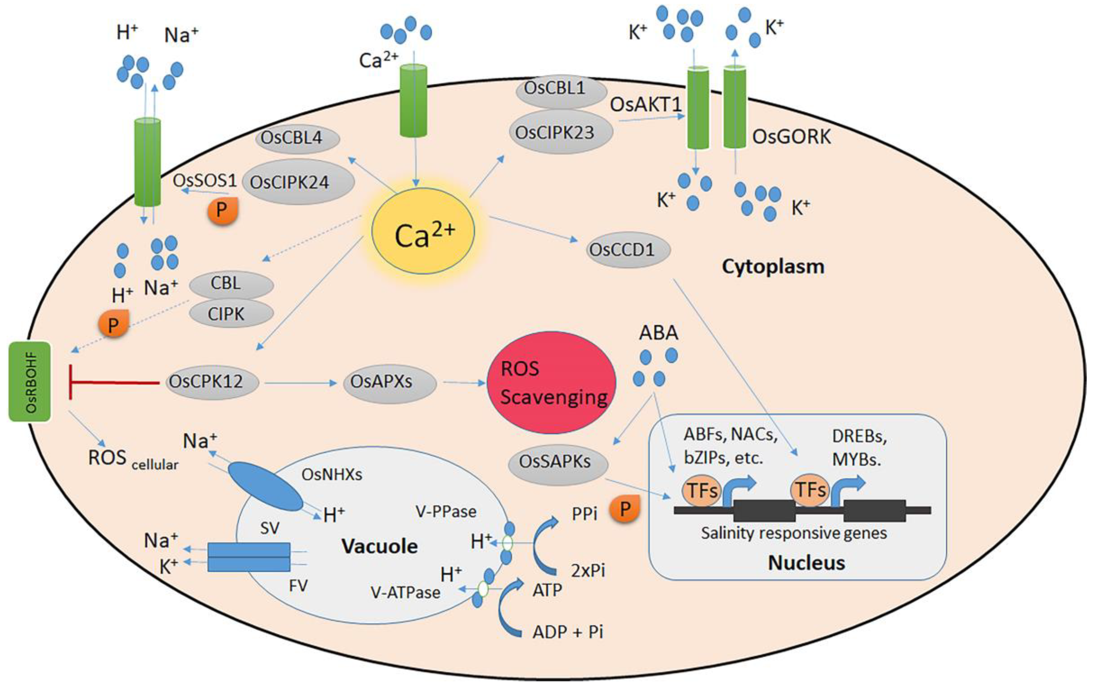 Plants 13 01099 g001