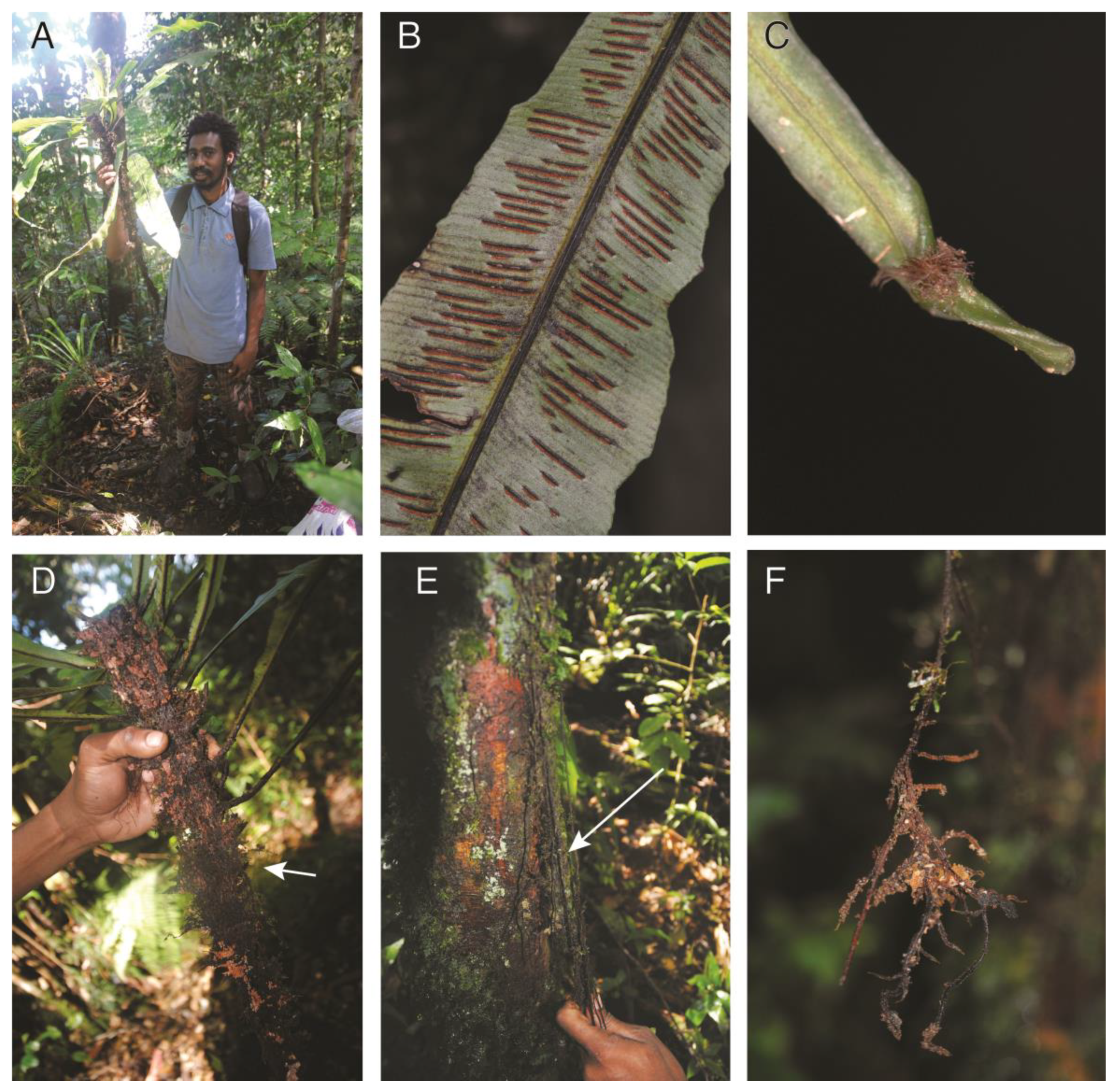 Plants 13 01104 g001