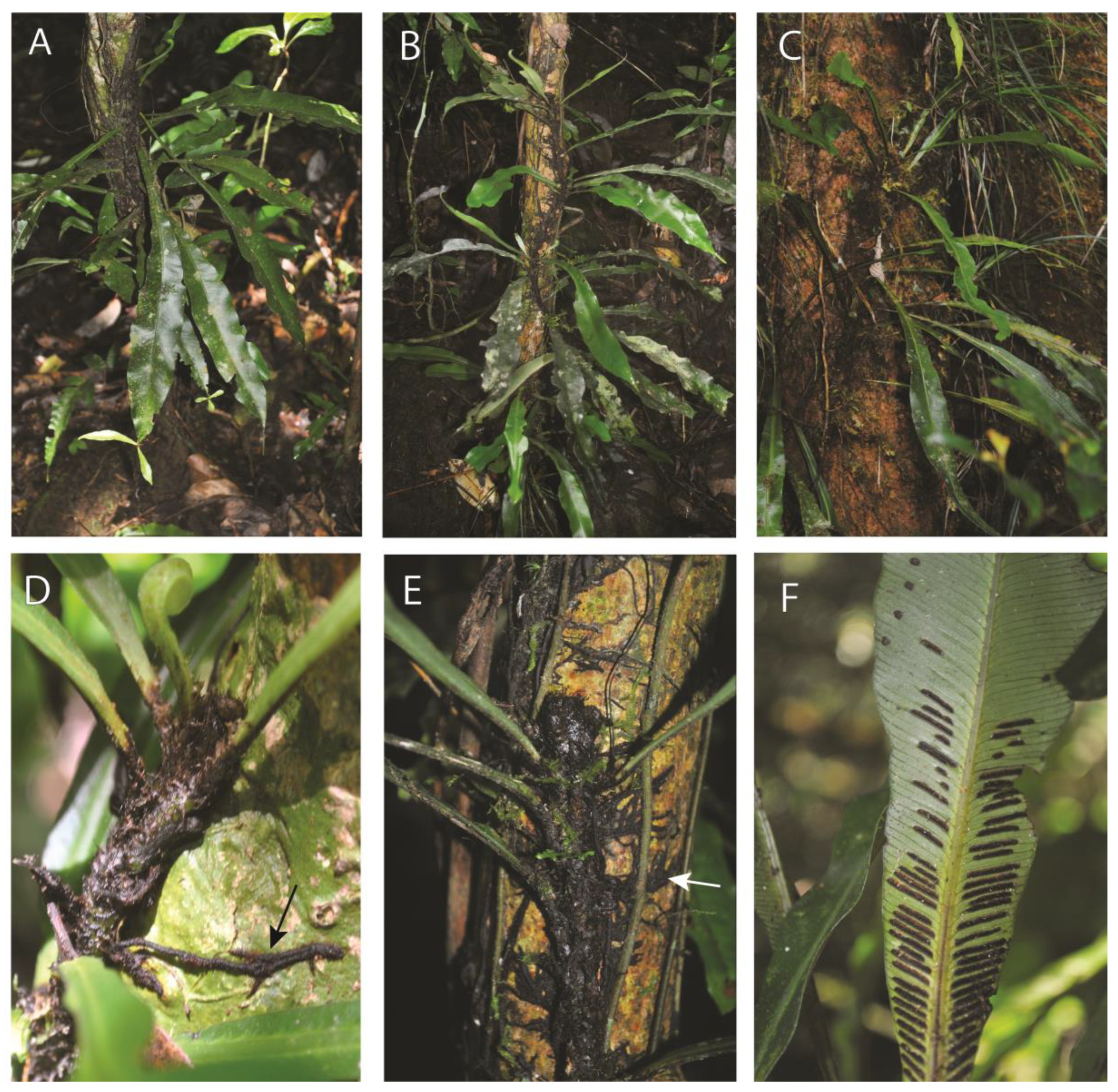 Plants 13 01104 g002