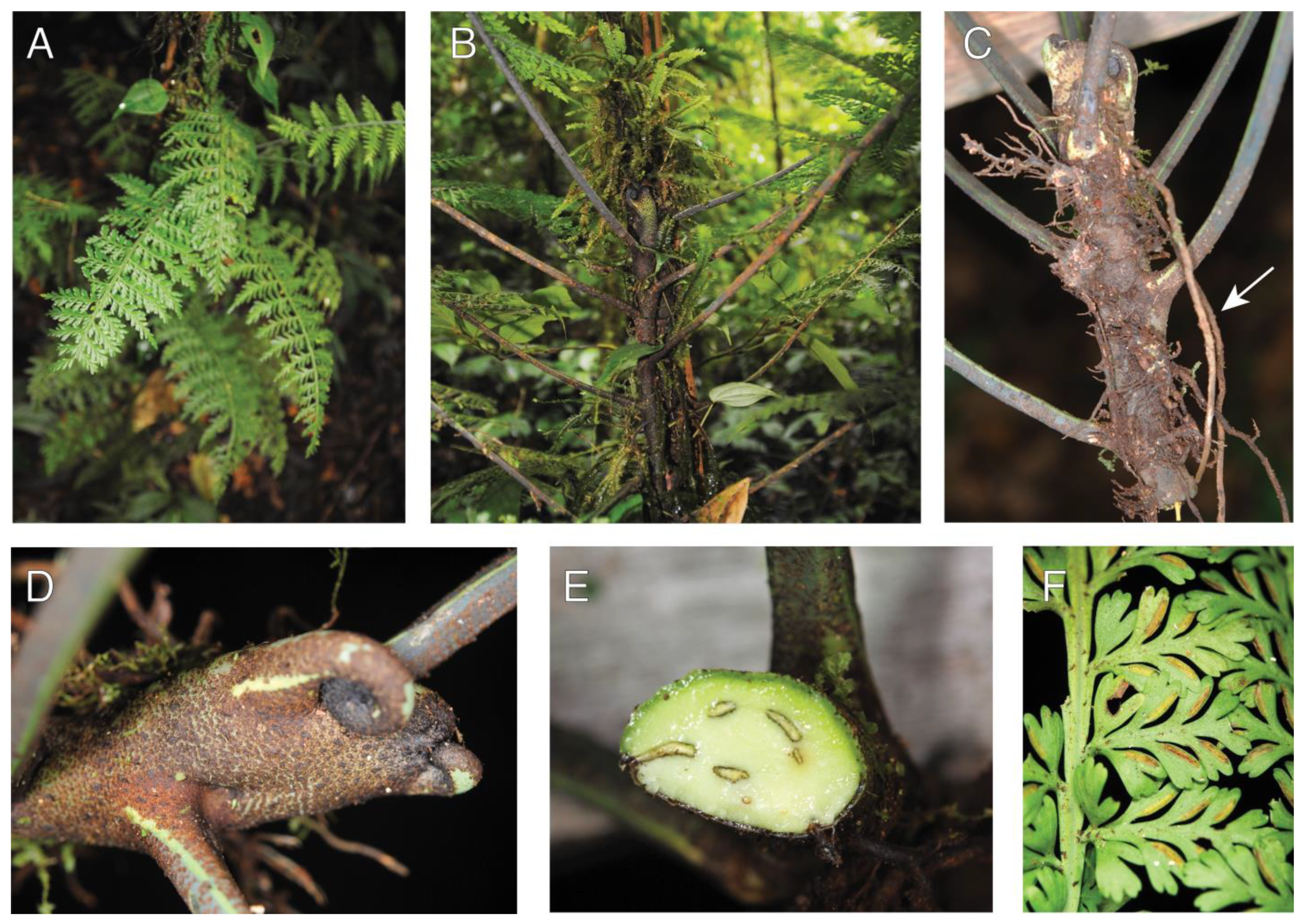 Plants 13 01104 g003