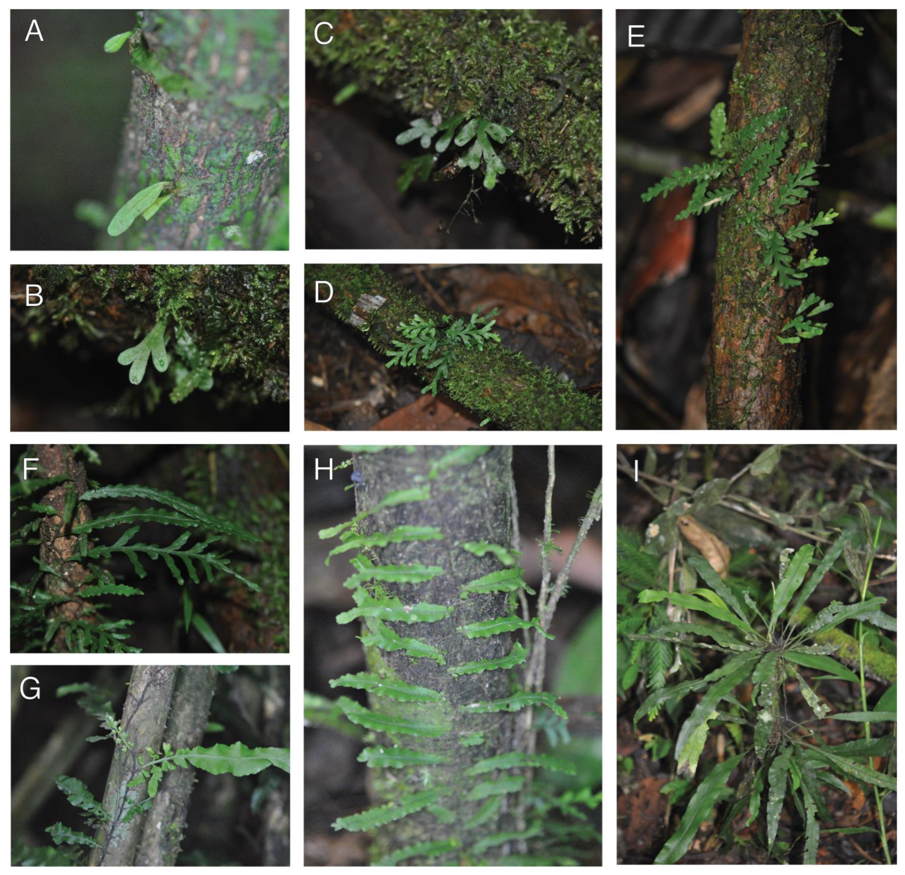 Plants 13 01104 g004